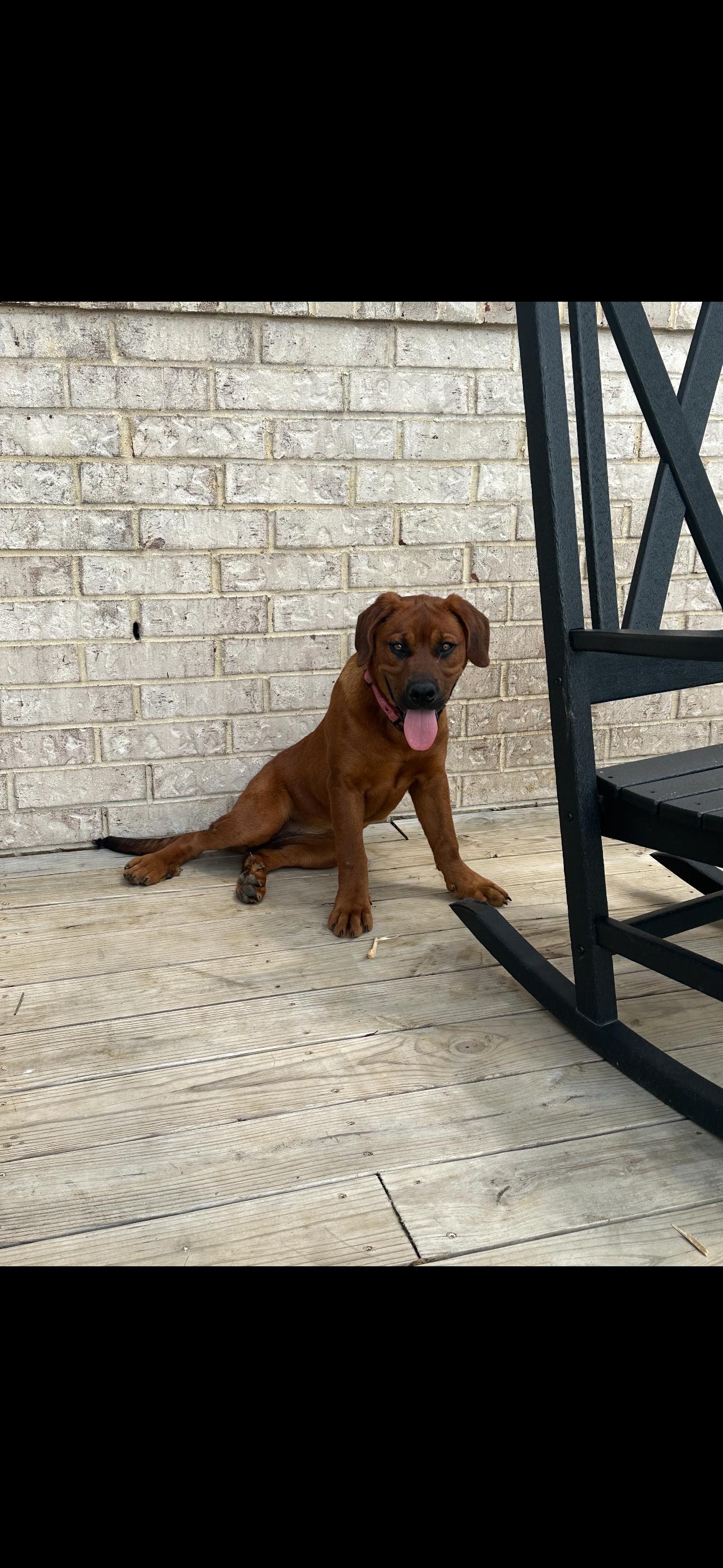 May, a Adoptable mixed breed in Marion, AR image 3/3