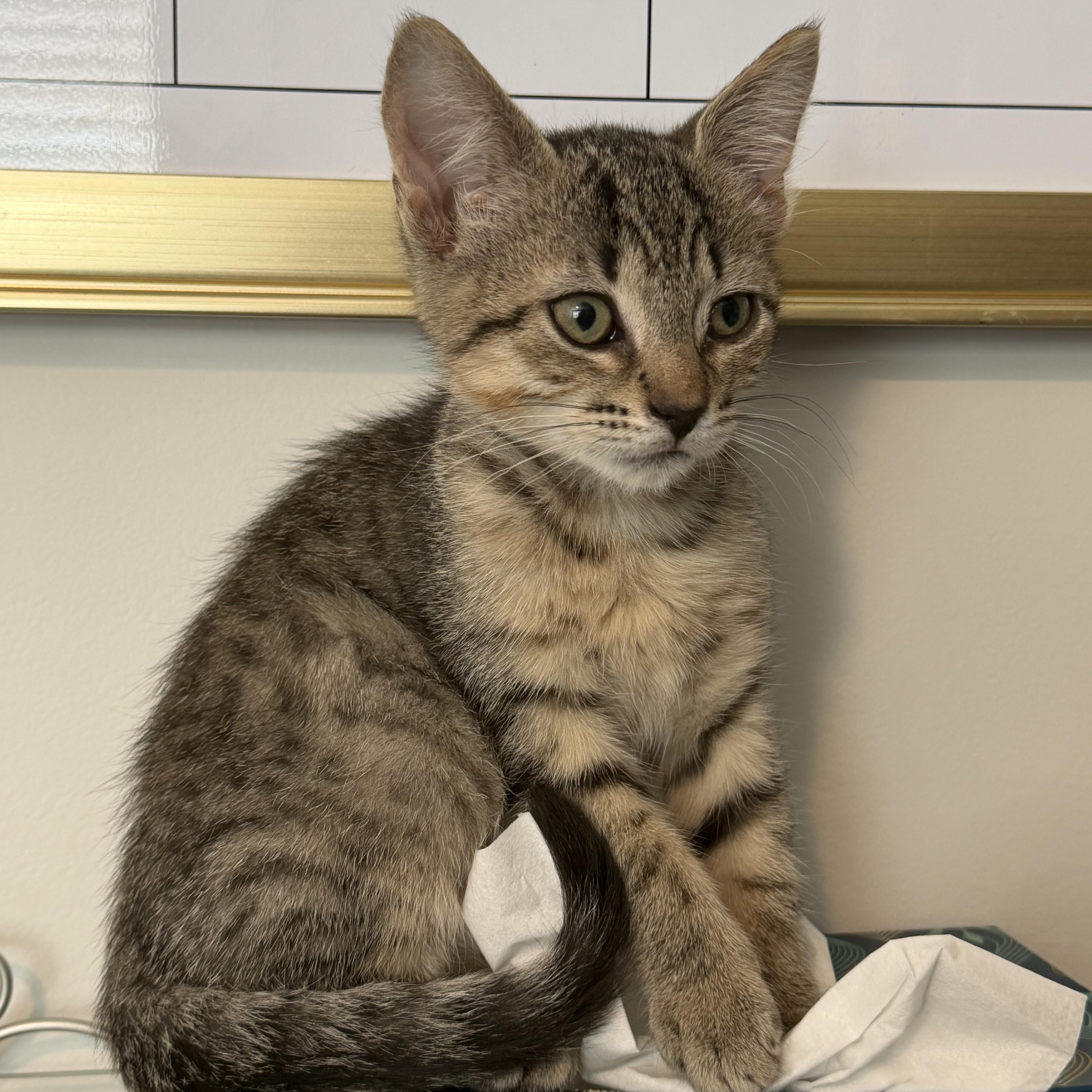 Enlarge Homer, an adopted Domestic Short Hair in Beaufort, SC image 3/5