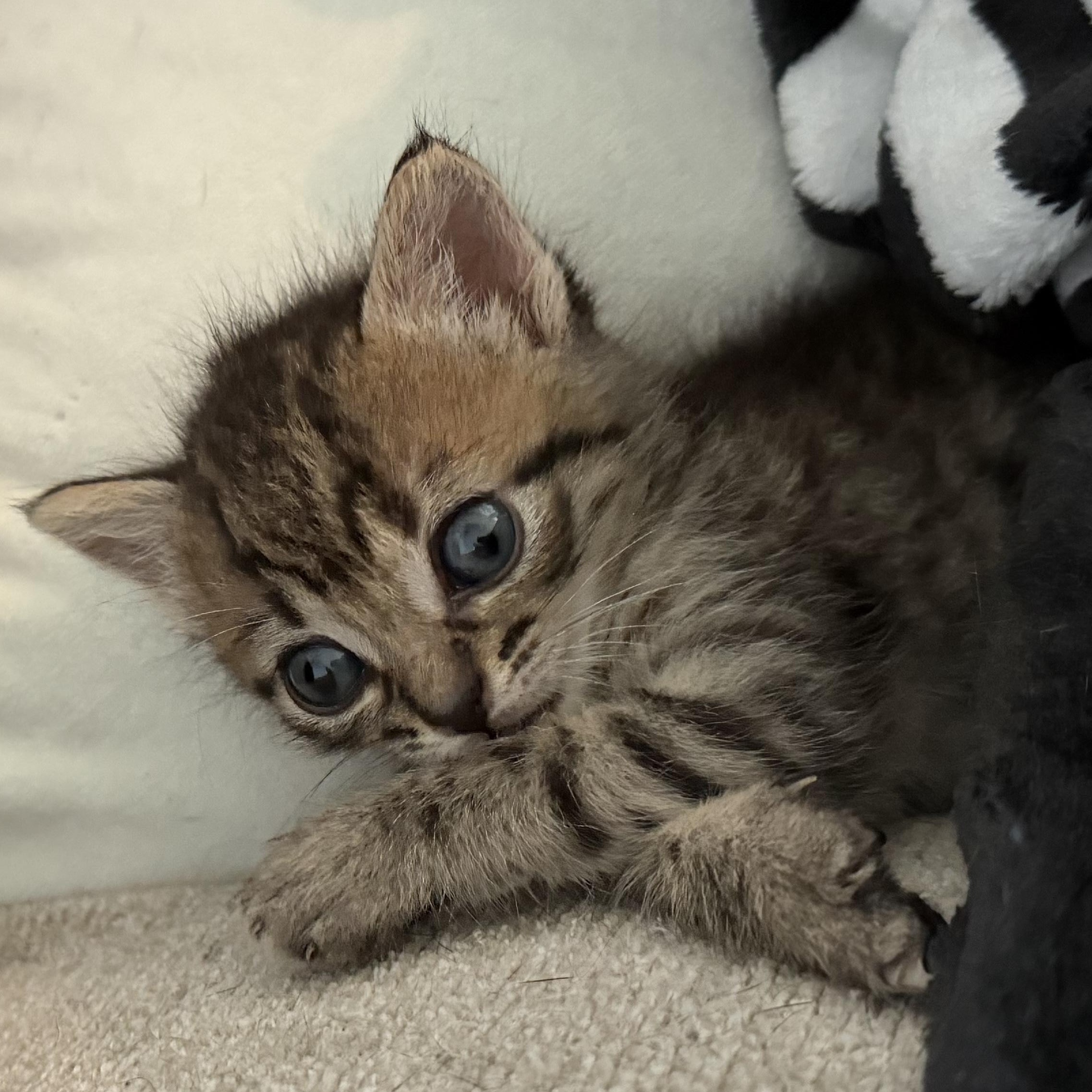 Enlarge Homer, an adopted Domestic Short Hair in Beaufort, SC image 4/5
