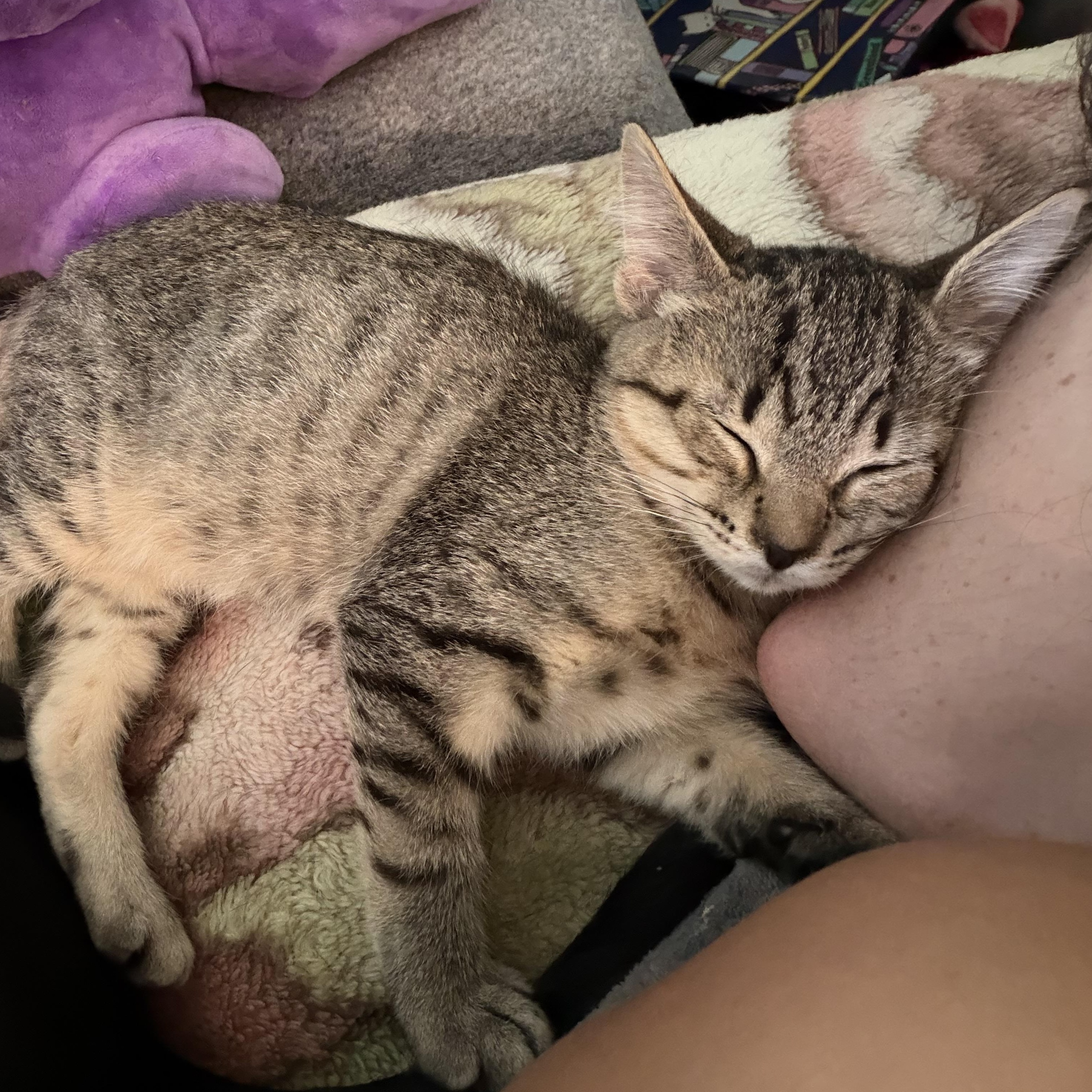 Enlarge Homer, an adopted Domestic Short Hair in Beaufort, SC image 5/5