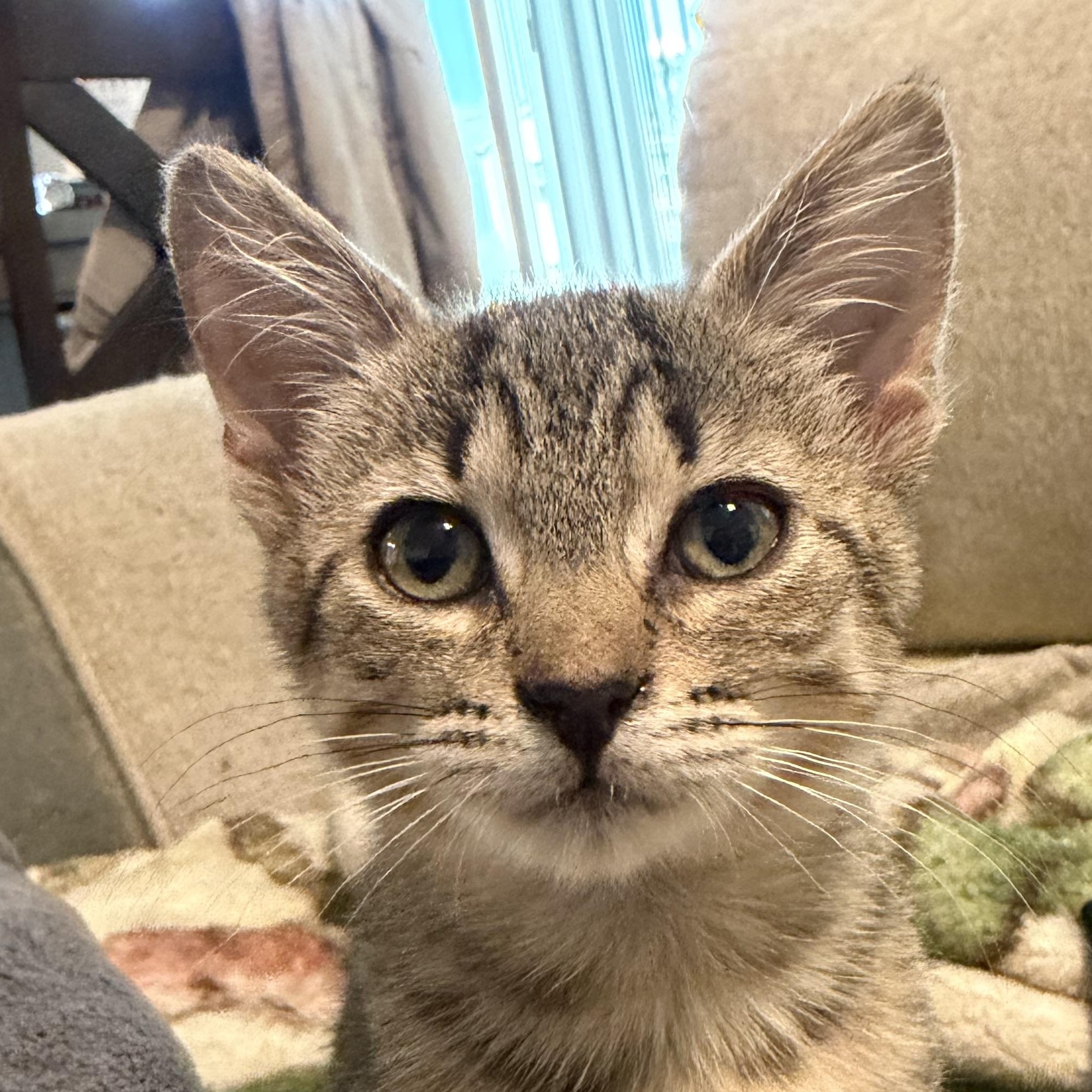 Enlarge Homer, an adopted Domestic Short Hair in Beaufort, SC image 1/5