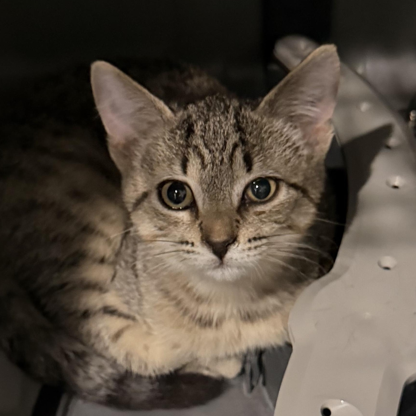 Enlarge Homer, an adopted Domestic Short Hair in Beaufort, SC image 2/5