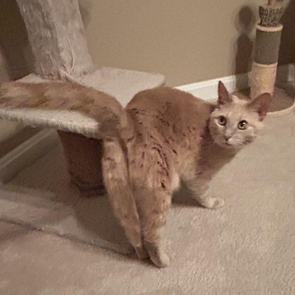 1120-37 Simone, Adoptable, Adult Female Domestic Short Hair.