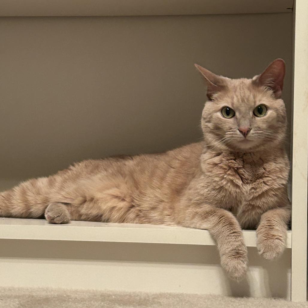 Enlarge 1120-37 Simone, a Adoptable Domestic Short Hair in Abingdon, MD image 3/6