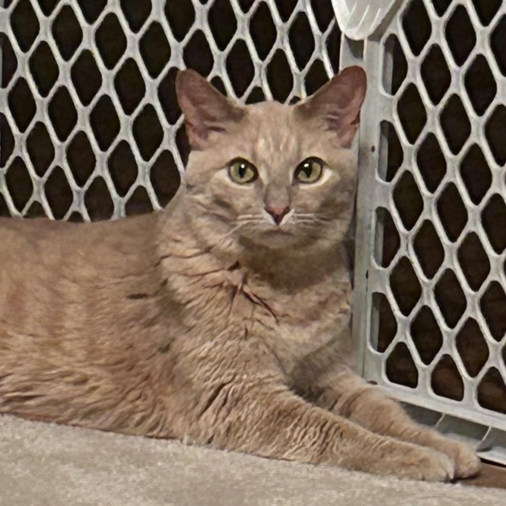 Enlarge 1120-37 Simone, a Adoptable Domestic Short Hair in Abingdon, MD image 4/6