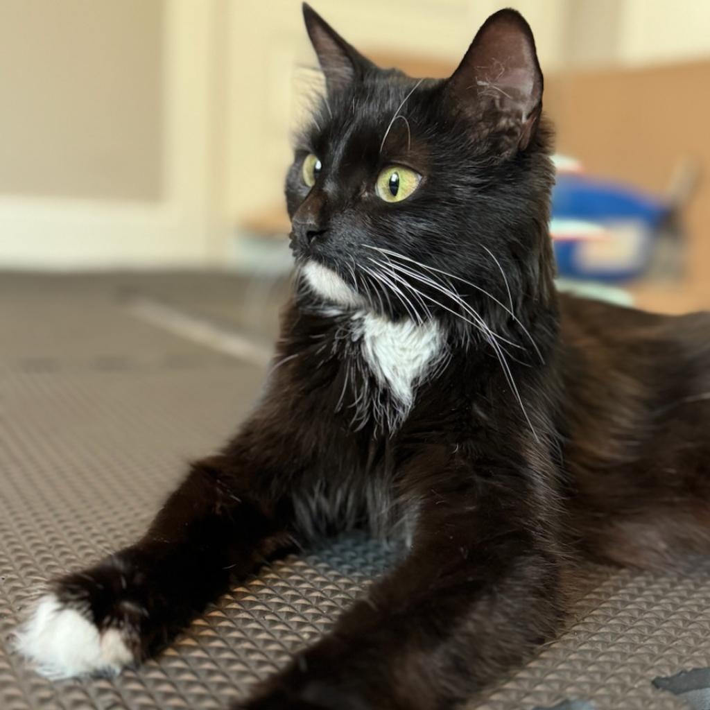 Anastasia — thumbnail 3