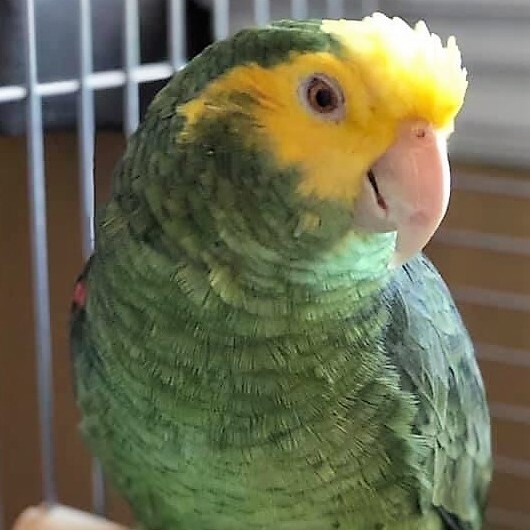 Odie, a Adoptable Amazon in Lenexa, KS image 1/4