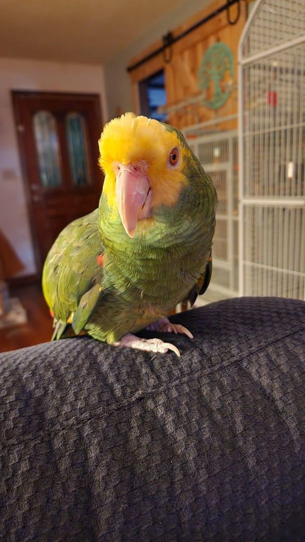 Odie, a Adoptable Amazon in Lenexa, KS image 2/4