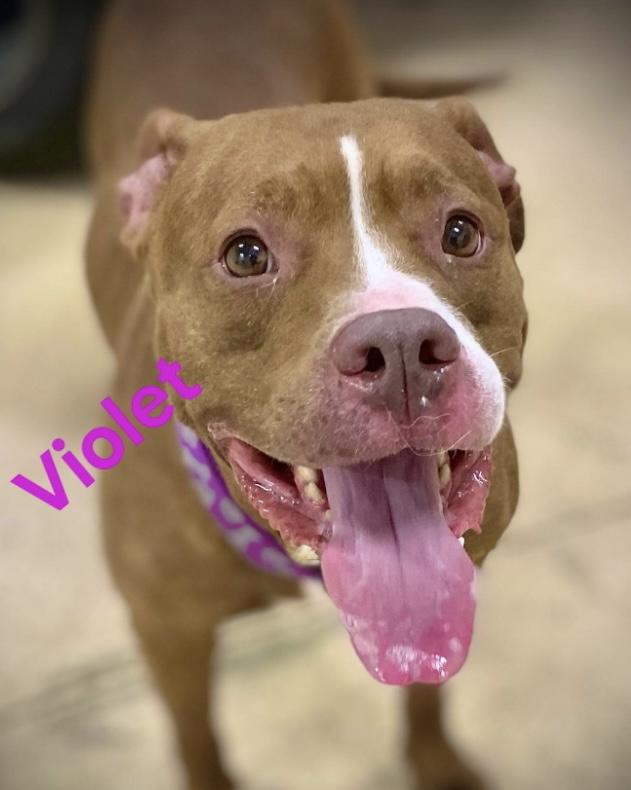 Violet, Senior Female Pit Bull Terrier