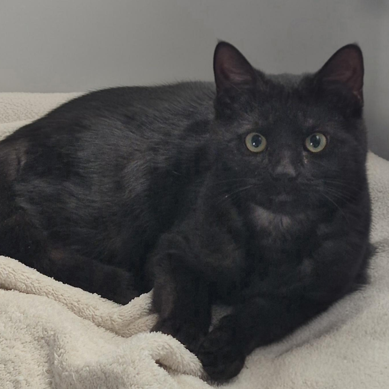 Enlarge Clark, a ADOPTABLE Domestic Short Hair in Raritan, NJ image 1/1