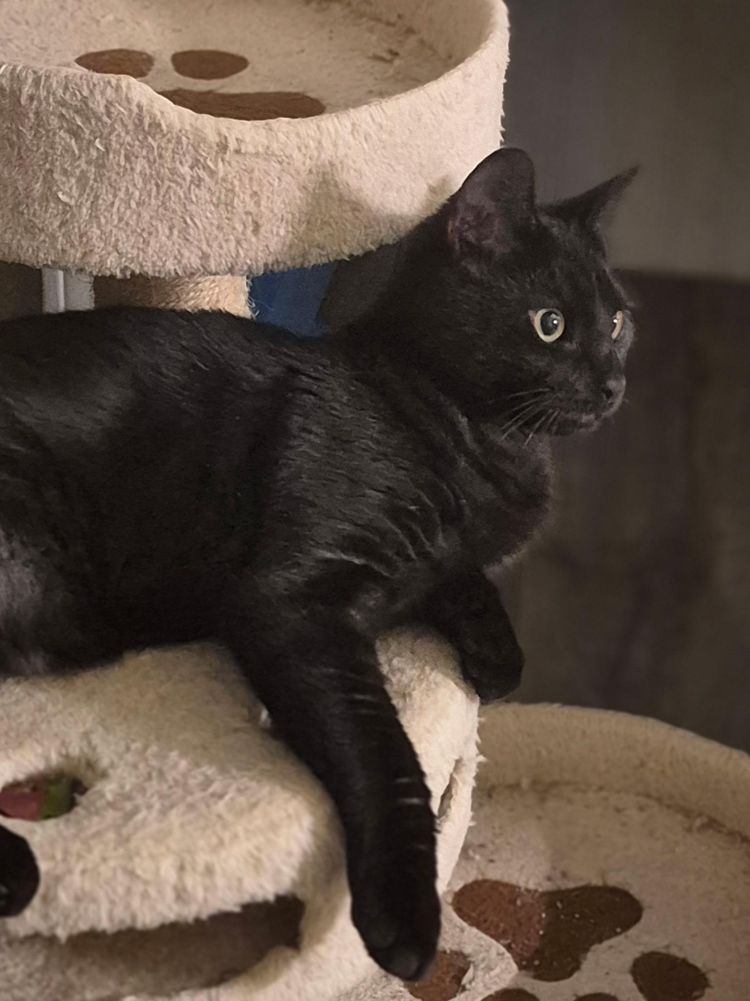 Enlarge Clark, a ADOPTABLE Domestic Short Hair in Raritan, NJ image 3/4