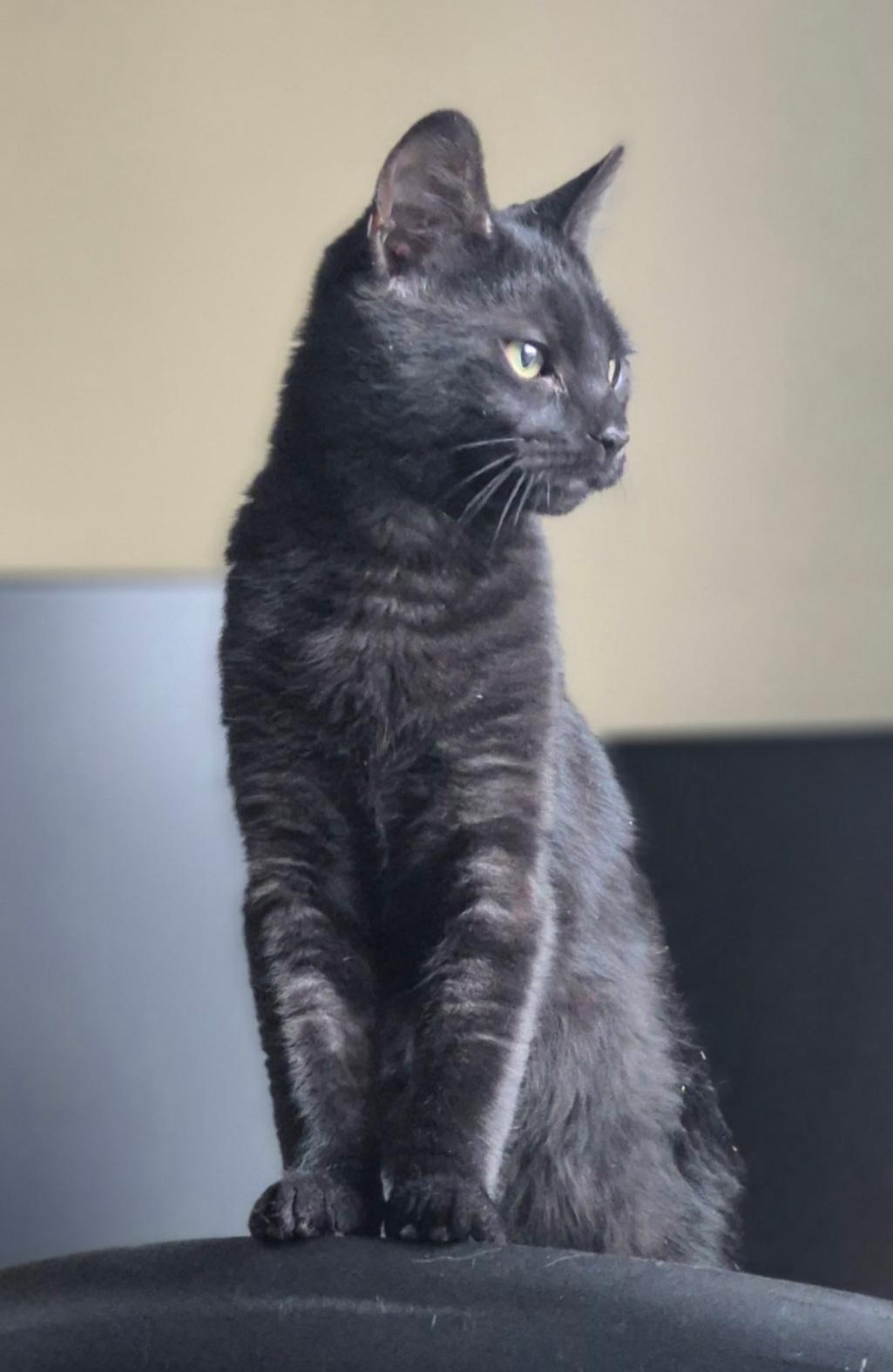 Clark, ADOPTABLE, Kitten Male Domestic Short Hair.