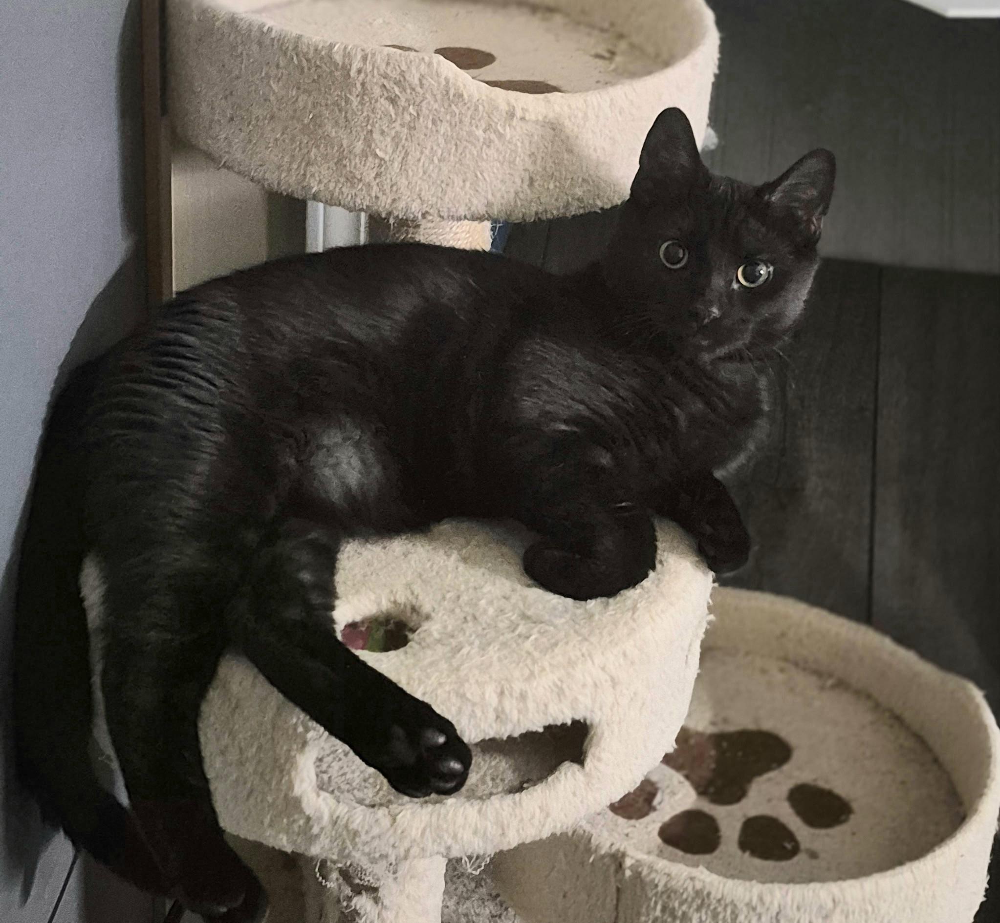 Enlarge Clark, a ADOPTABLE Domestic Short Hair in Raritan, NJ image 4/4