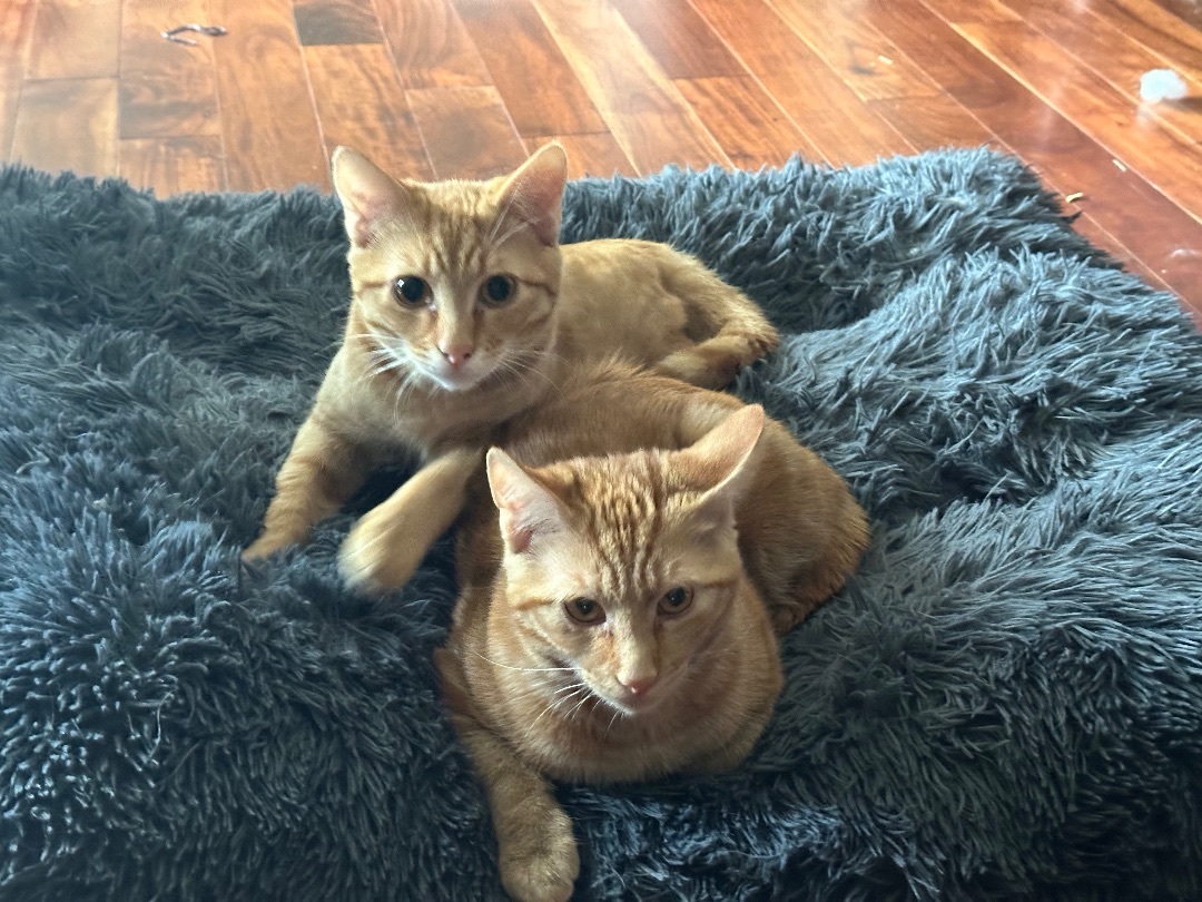 Enlarge Boggs and Haller INDOOR ONLY, a Adoptable Domestic Short Hair in Stockton, CA image 1/5