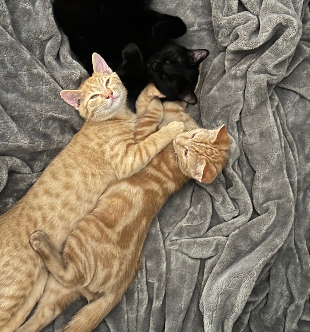 Enlarge Boggs and Haller INDOOR ONLY, a Adoptable Domestic Short Hair in Stockton, CA image 2/5