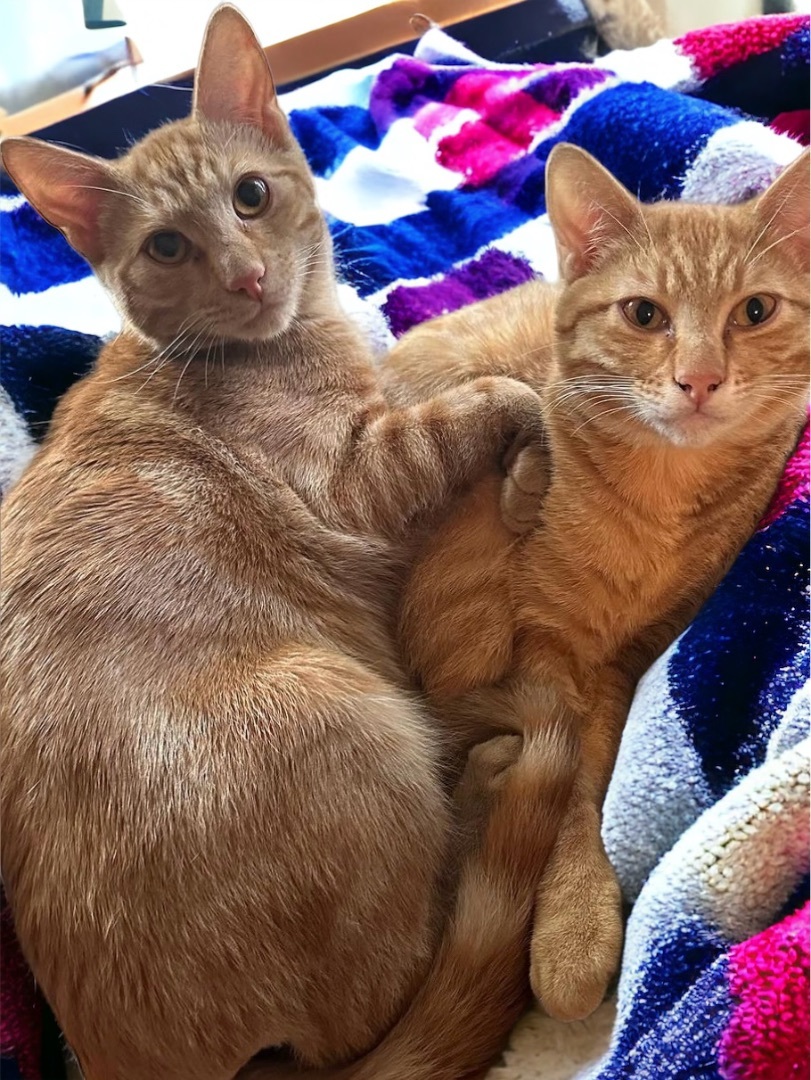 Enlarge Boggs and Haller INDOOR ONLY, a Adoptable Domestic Short Hair in Stockton, CA image 3/5