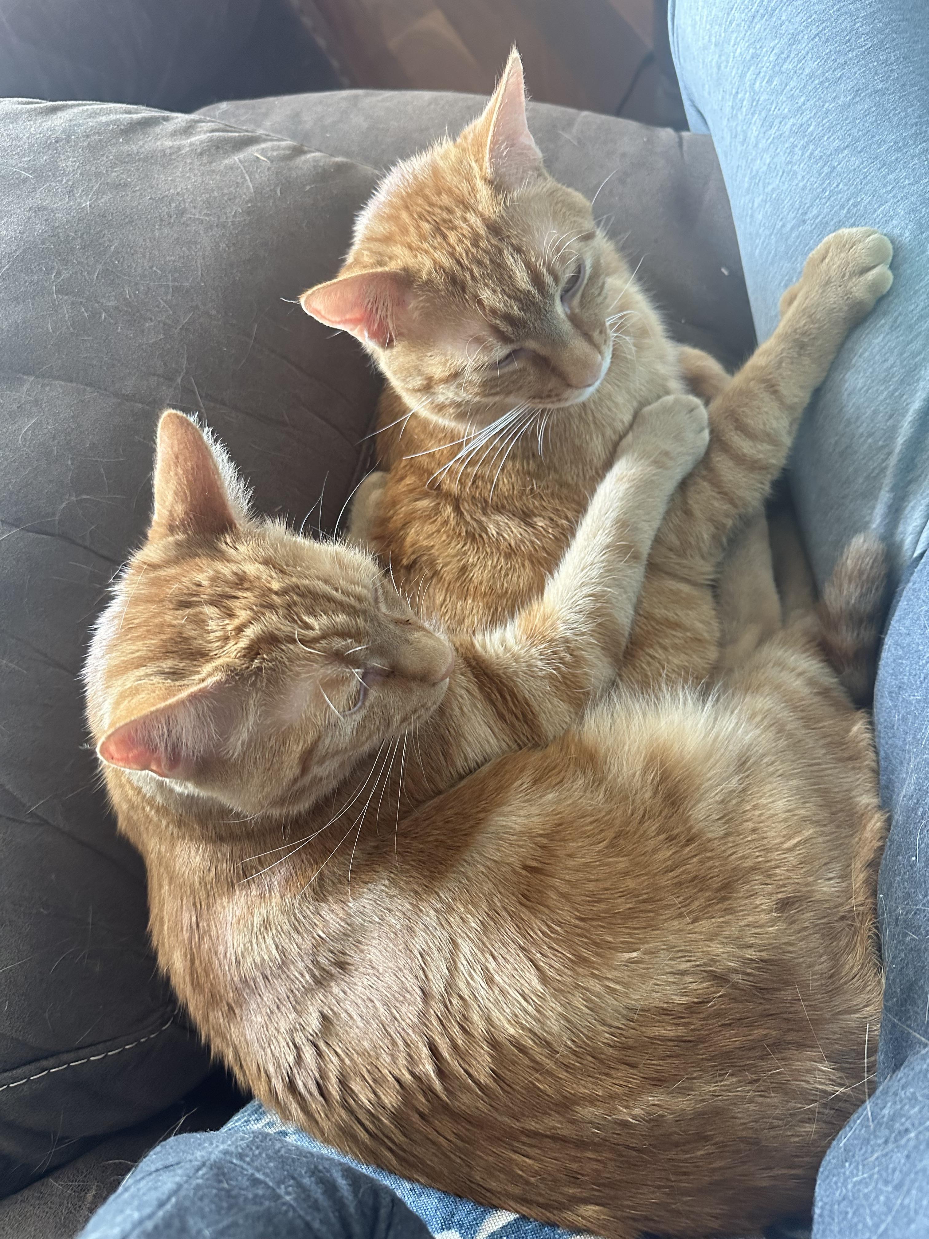 Enlarge Boggs and Haller INDOOR ONLY, a Adoptable Domestic Short Hair in Stockton, CA image 4/5