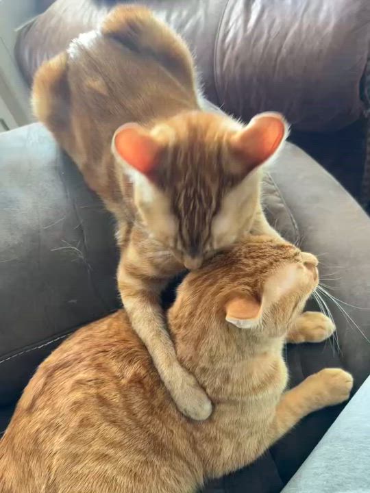 Enlarge Boggs and Haller INDOOR ONLY, a Adoptable Domestic Short Hair in Stockton, CA video 5/5