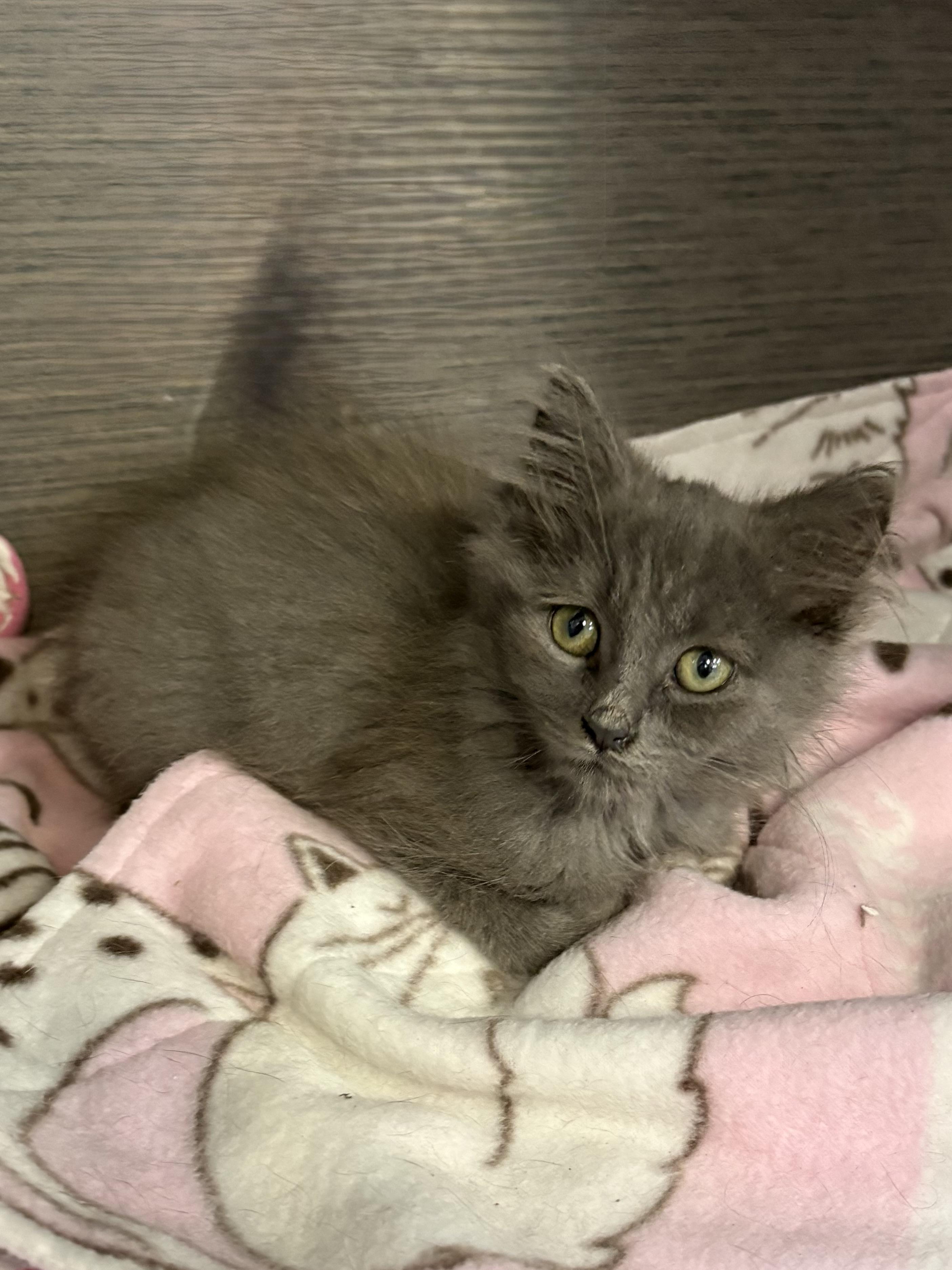 Enlarge Wolfie, a Adoptable Domestic Long Hair in Big Rapids, MI image 3/3