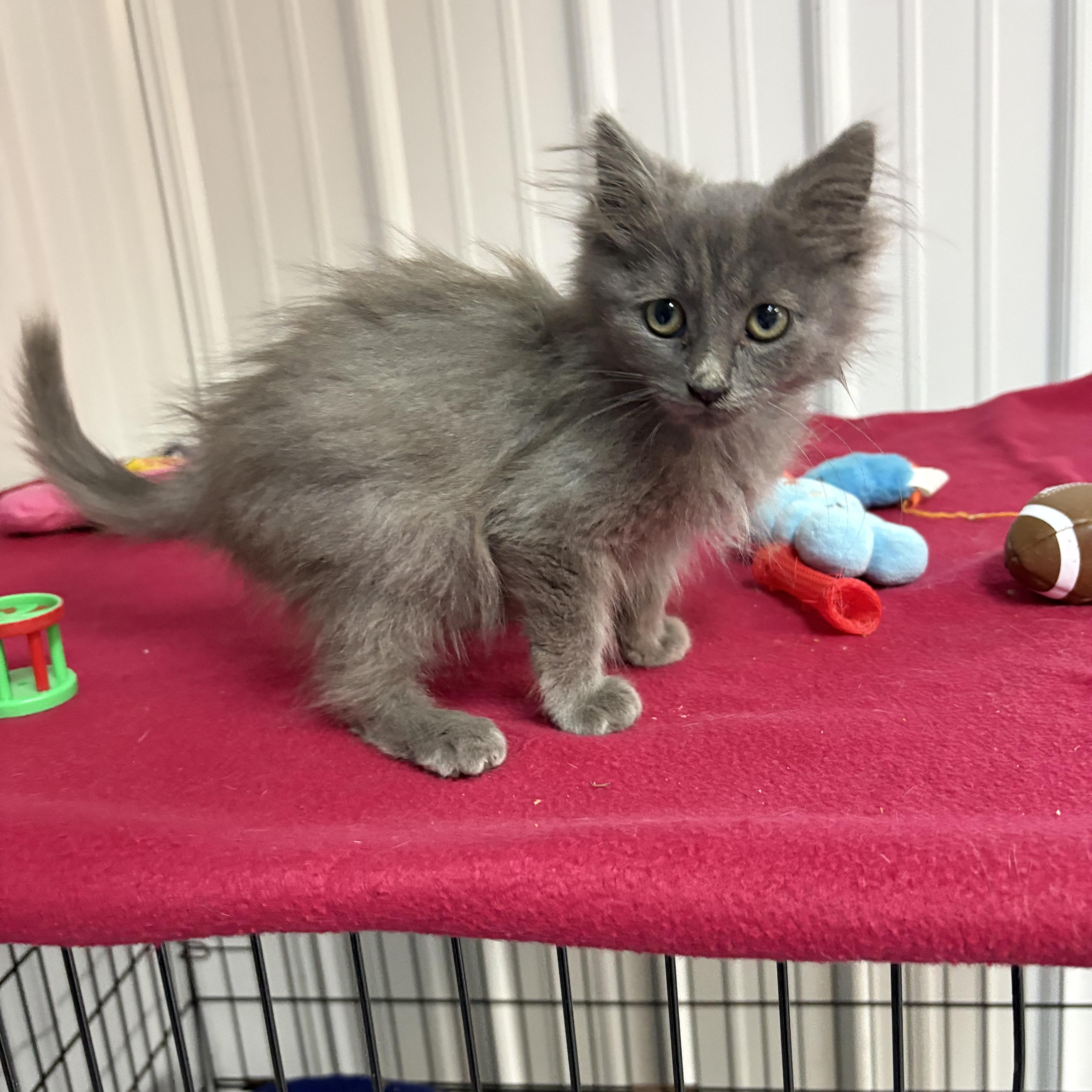 Enlarge Wolfie, a Adoptable Domestic Long Hair in Big Rapids, MI image 2/3