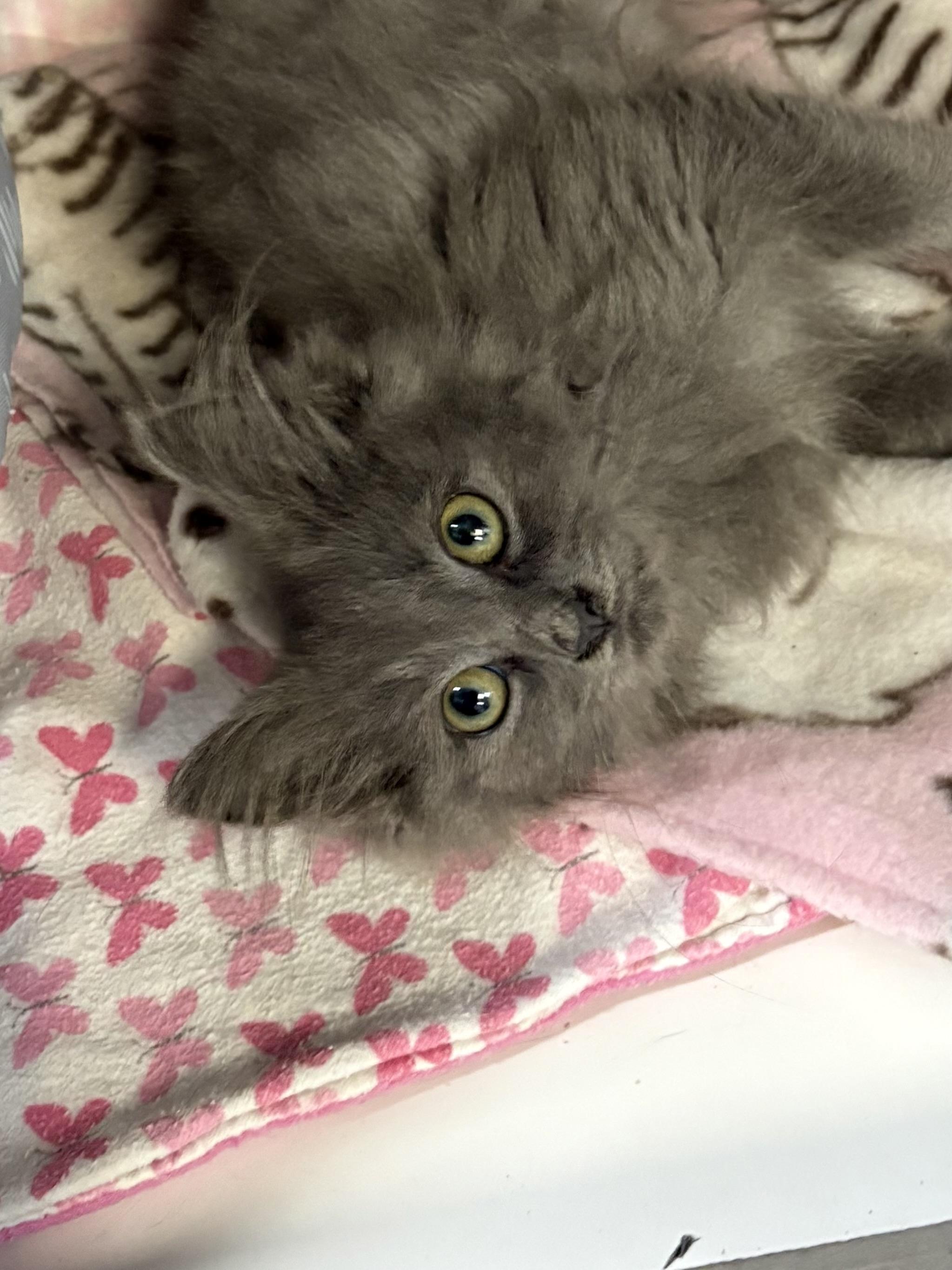 Wolfie, Adoptable, Kitten Male Domestic Long Hair.