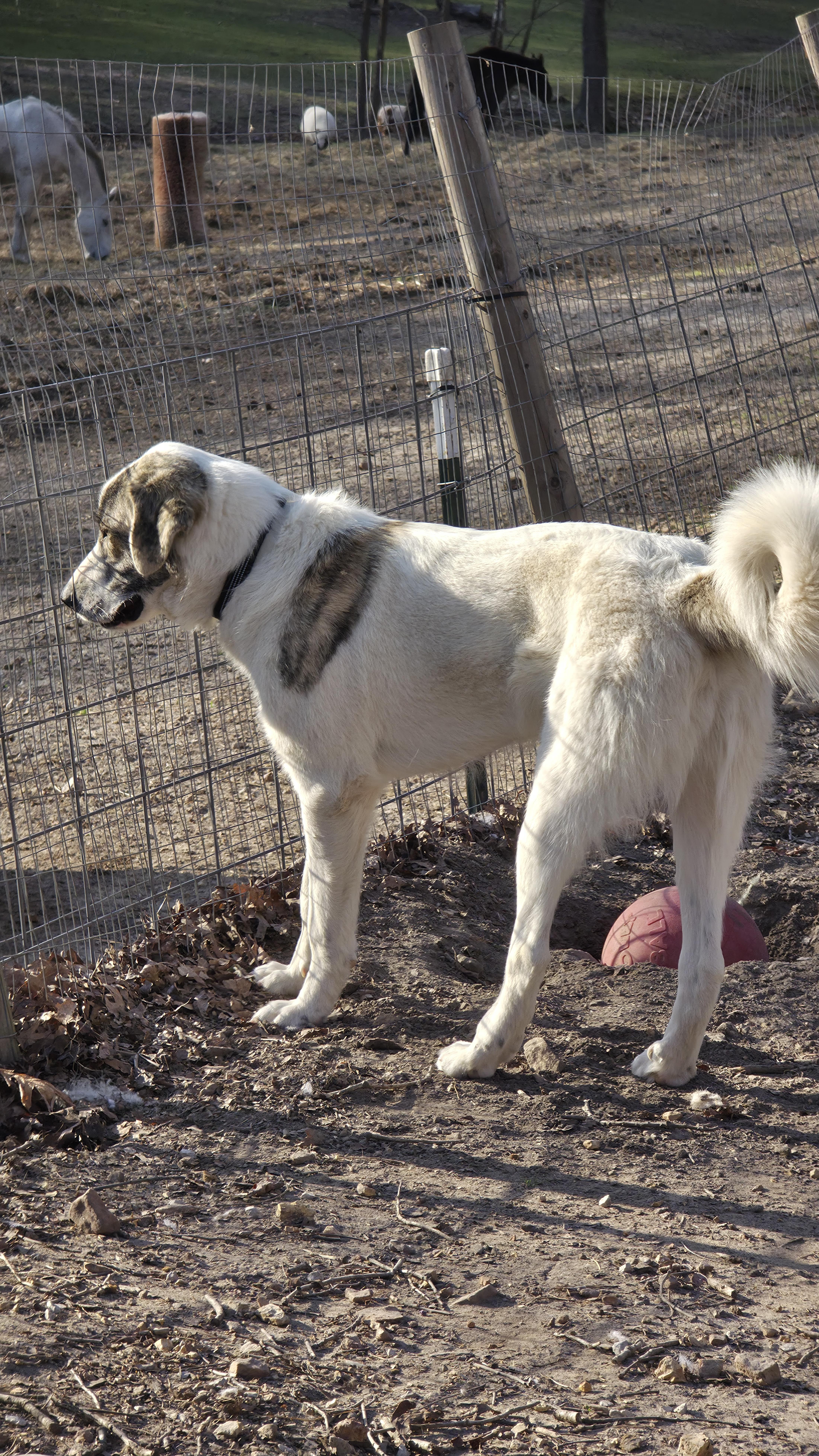 Enlarge Ike, a Adoptable mixed breed in Dittmer, MO image 2/5