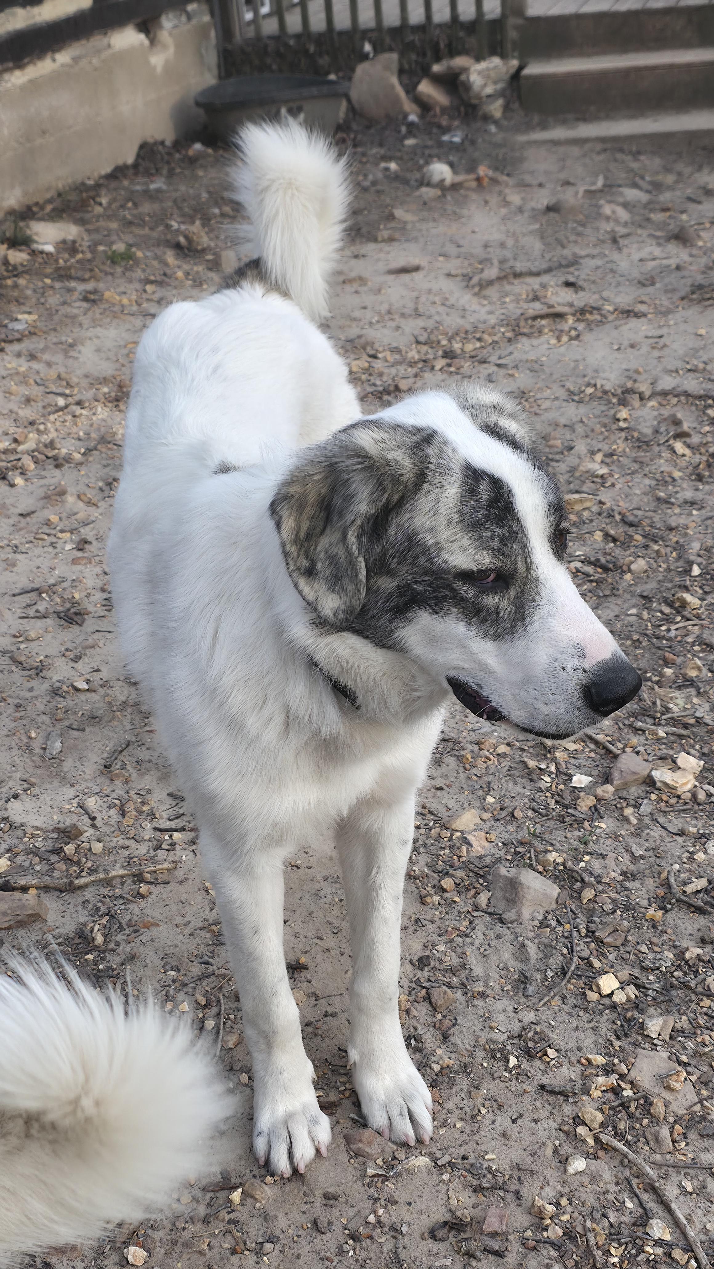 Enlarge Ike, a Adoptable mixed breed in Dittmer, MO image 4/5