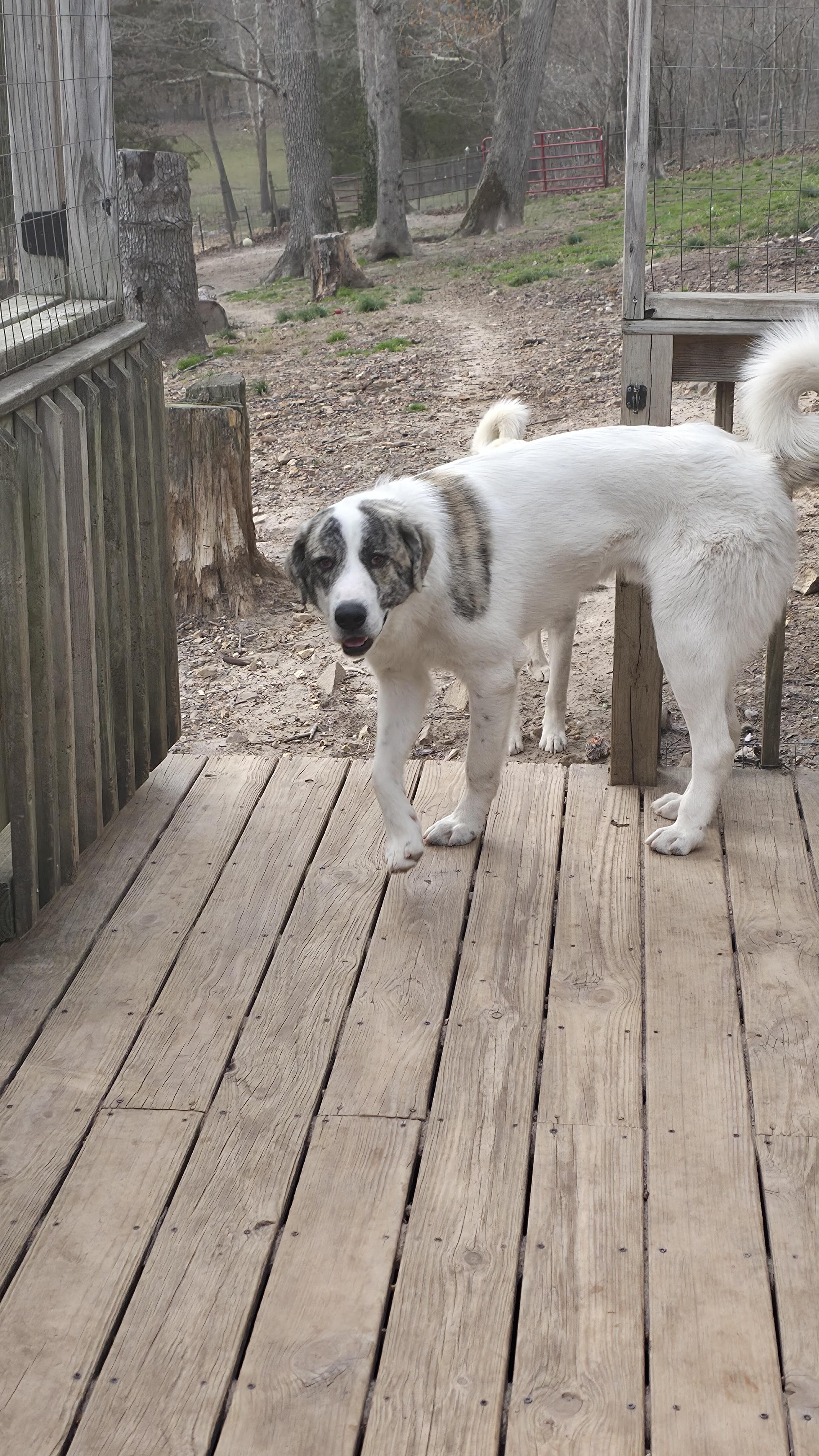 Enlarge Ike, a Adoptable mixed breed in Dittmer, MO image 1/5