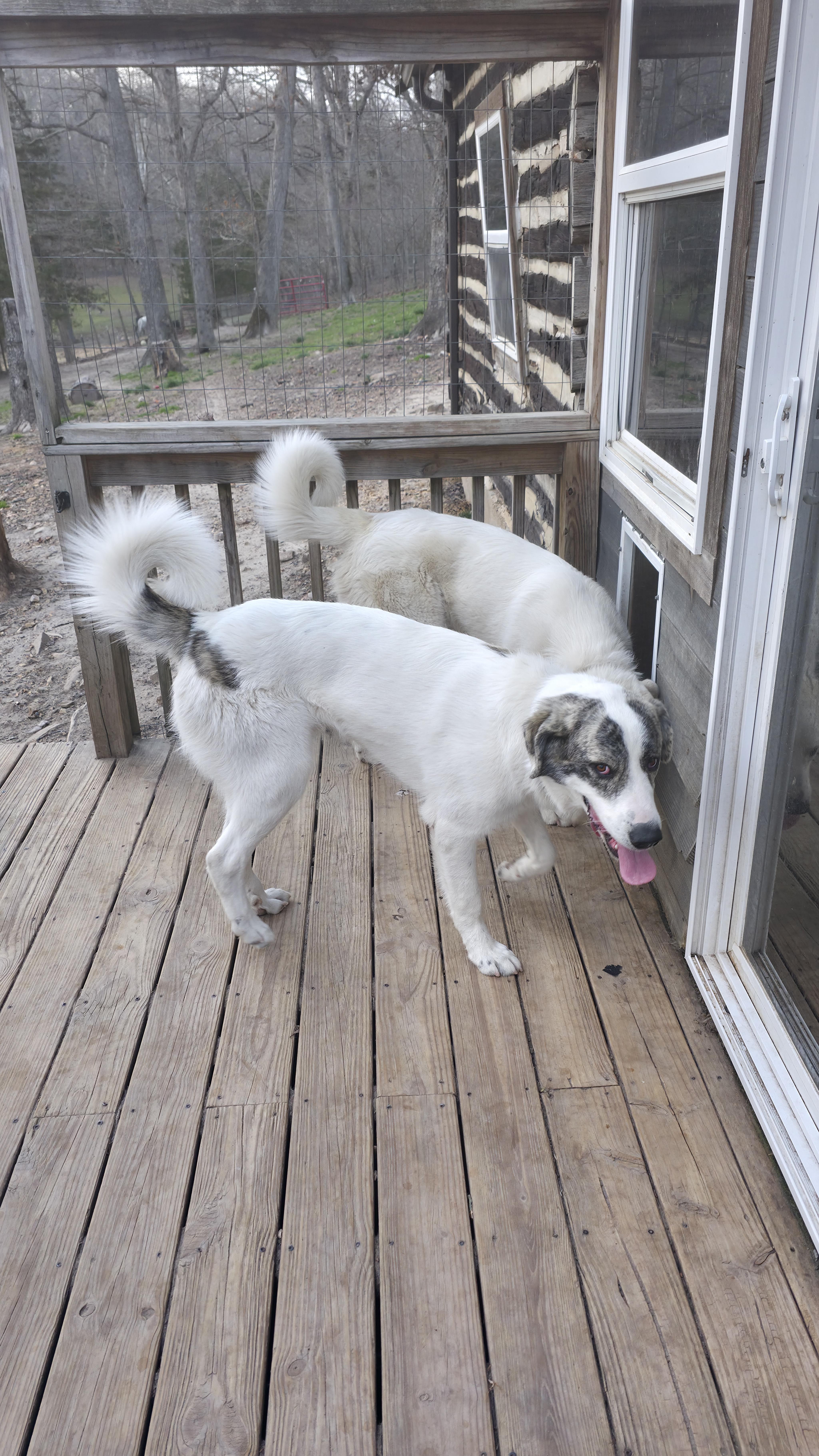 Enlarge Ike, a Adoptable mixed breed in Dittmer, MO image 5/5