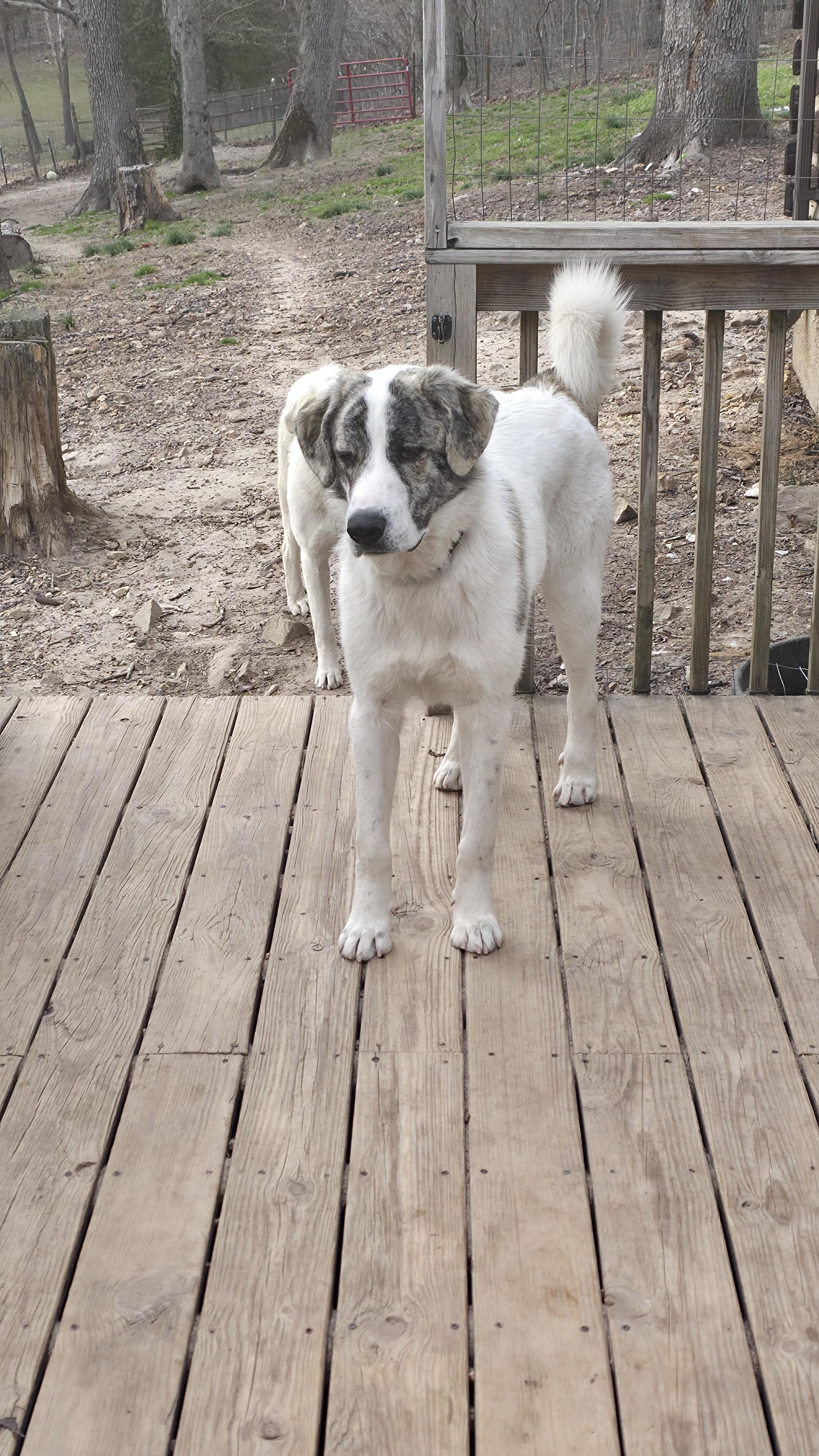 Enlarge Ike, a Adoptable mixed breed in Dittmer, MO image 3/5