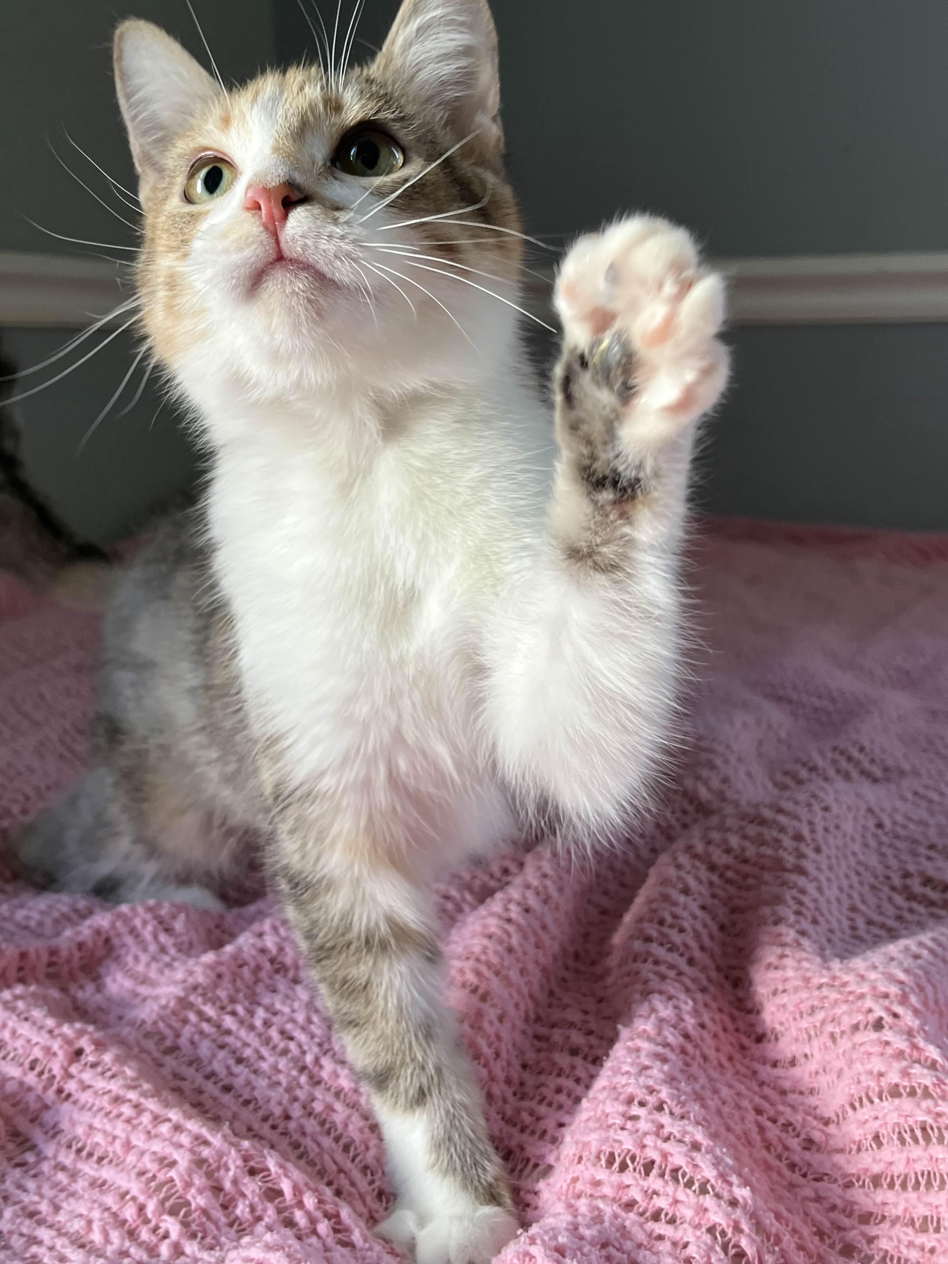 Enlarge Sookie, an adopted Domestic Short Hair in Kenosha, WI image 2/6