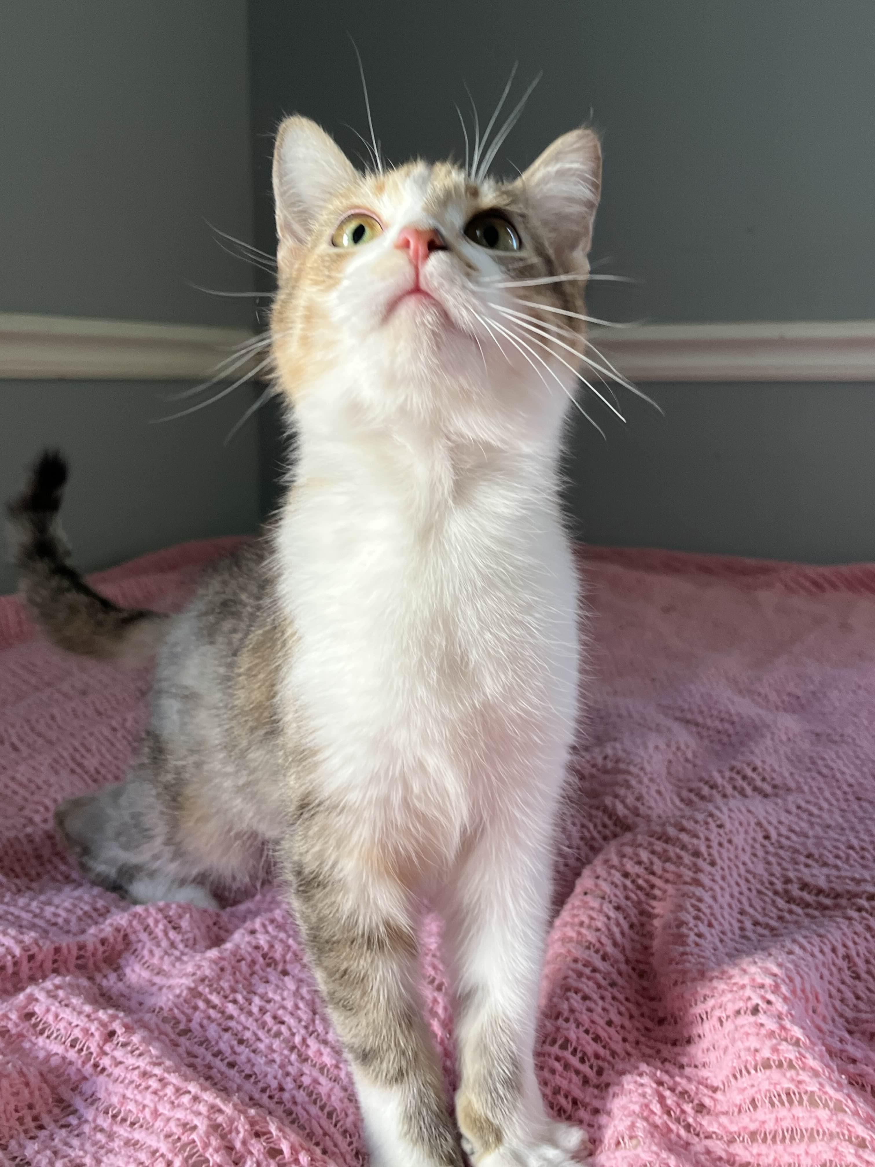 Sookie, adopted, Kitten Female Domestic Short Hair.