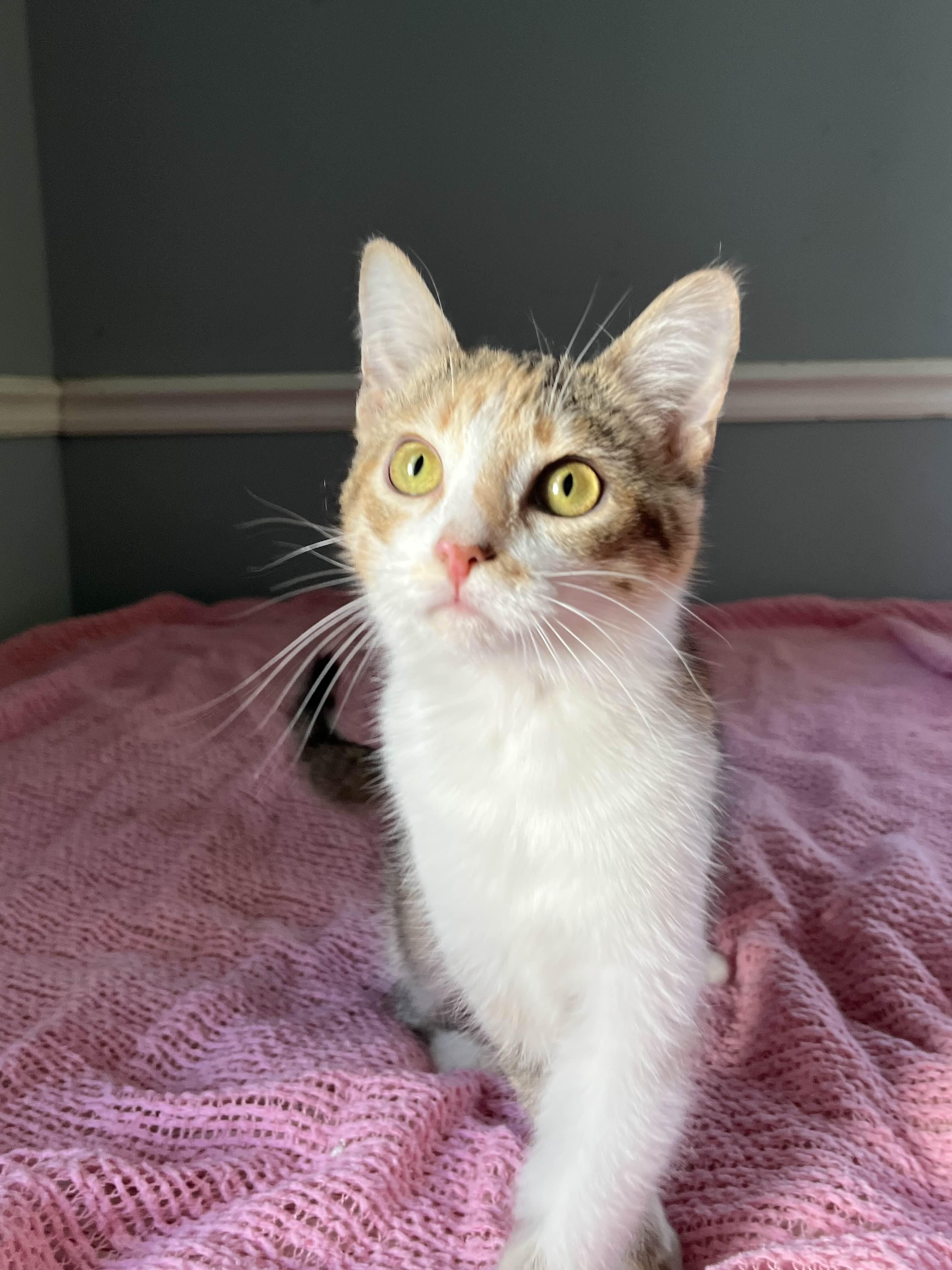 Enlarge Sookie, an adopted Domestic Short Hair in Kenosha, WI image 6/6