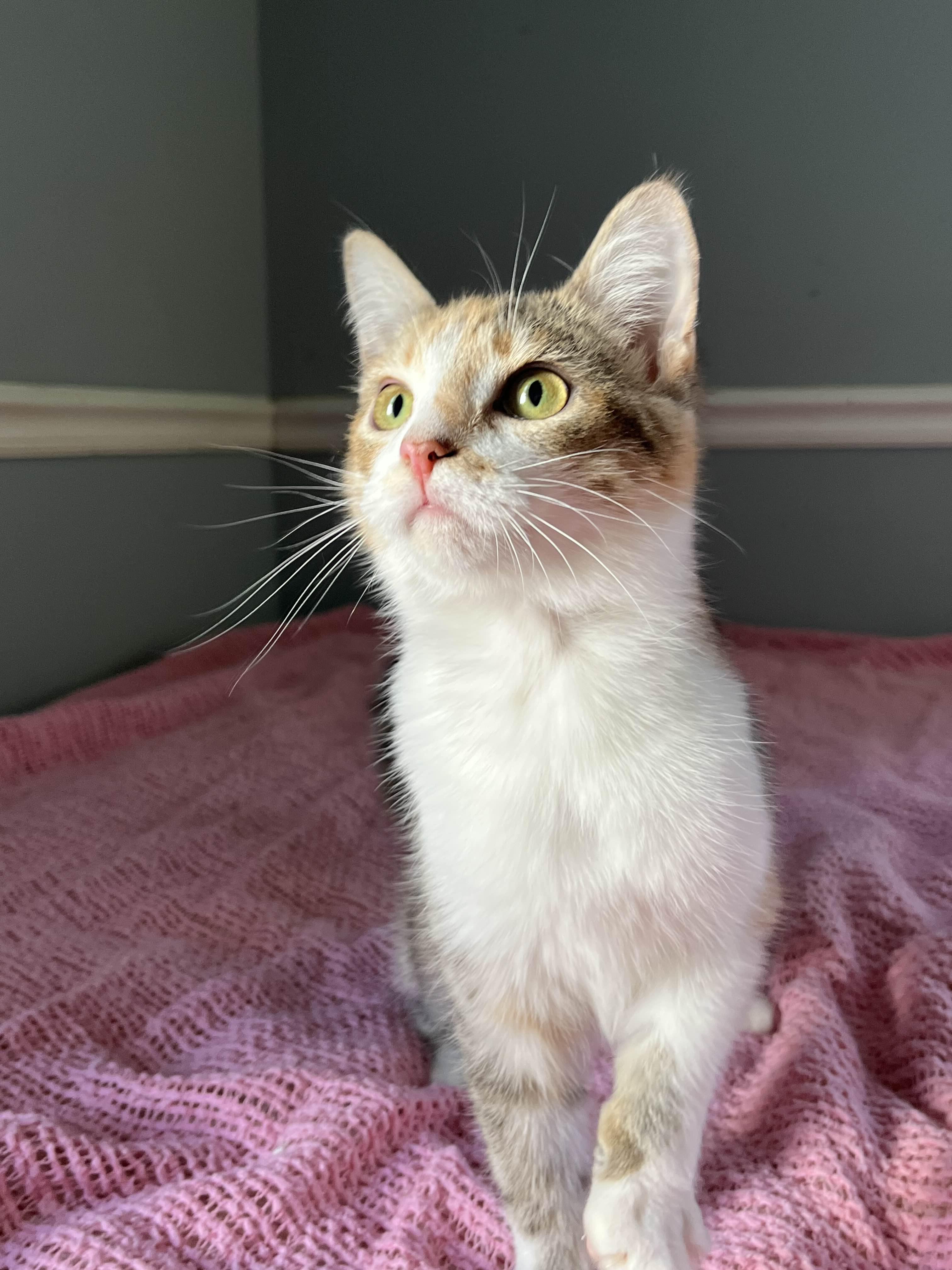 Enlarge Sookie, an adopted Domestic Short Hair in Kenosha, WI image 3/6