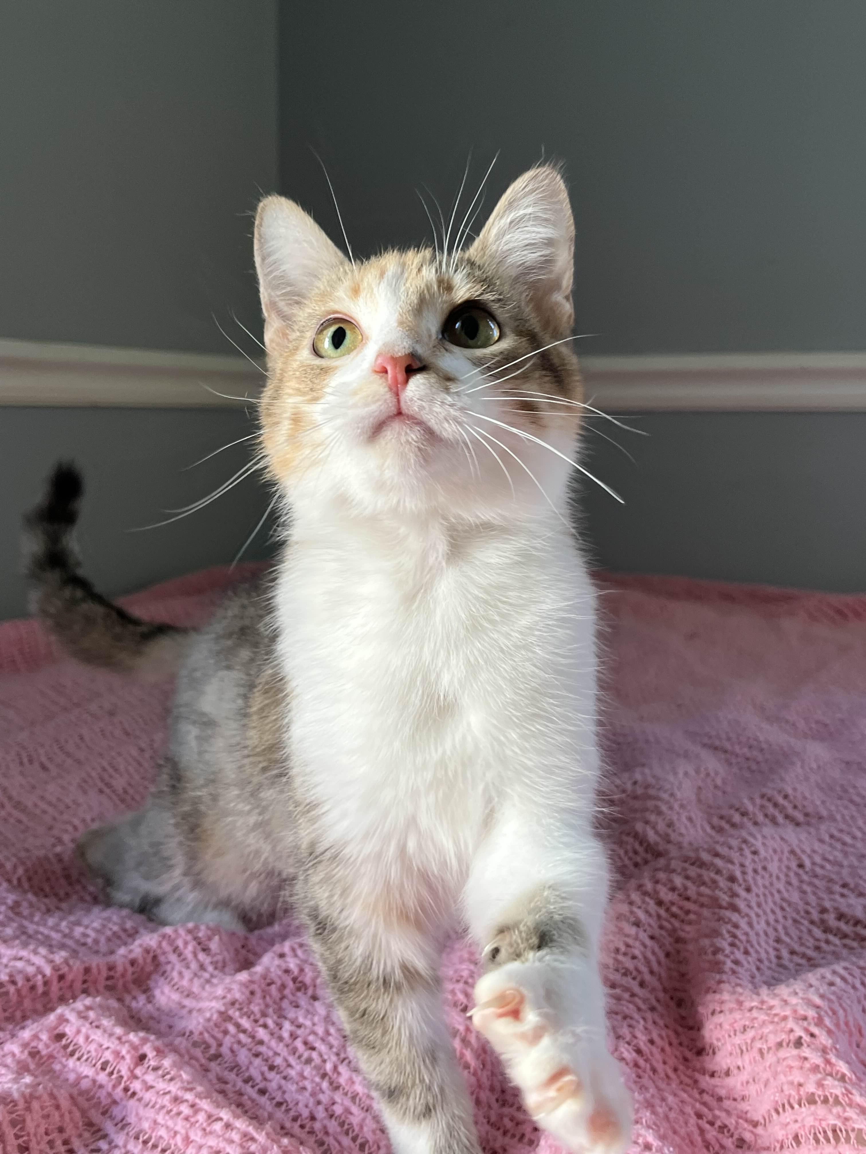 Enlarge Sookie, an adopted Domestic Short Hair in Kenosha, WI image 5/6