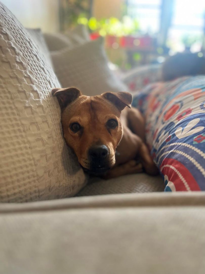 PEPPA, a Adoptable Terrier in Malverne, NY image 4/6