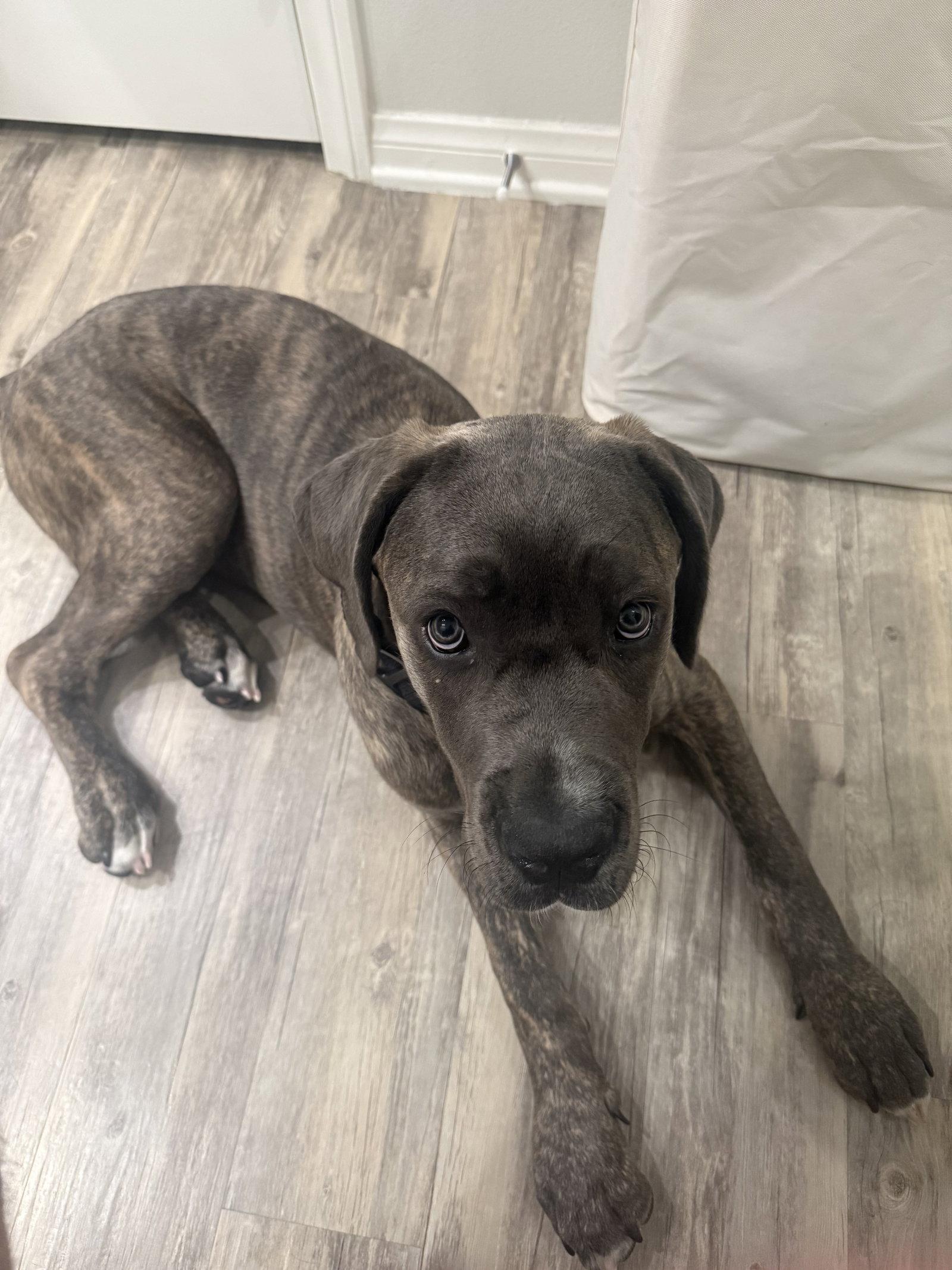 Ares - adopted, a Adopted Cane Corso in Glendale, AZ image 1/2