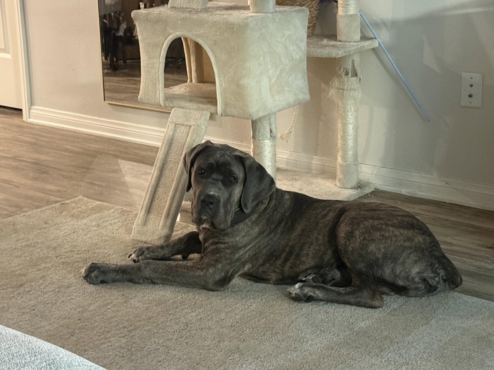Ares - adopted, a Adopted Cane Corso in Glendale, AZ image 2/2