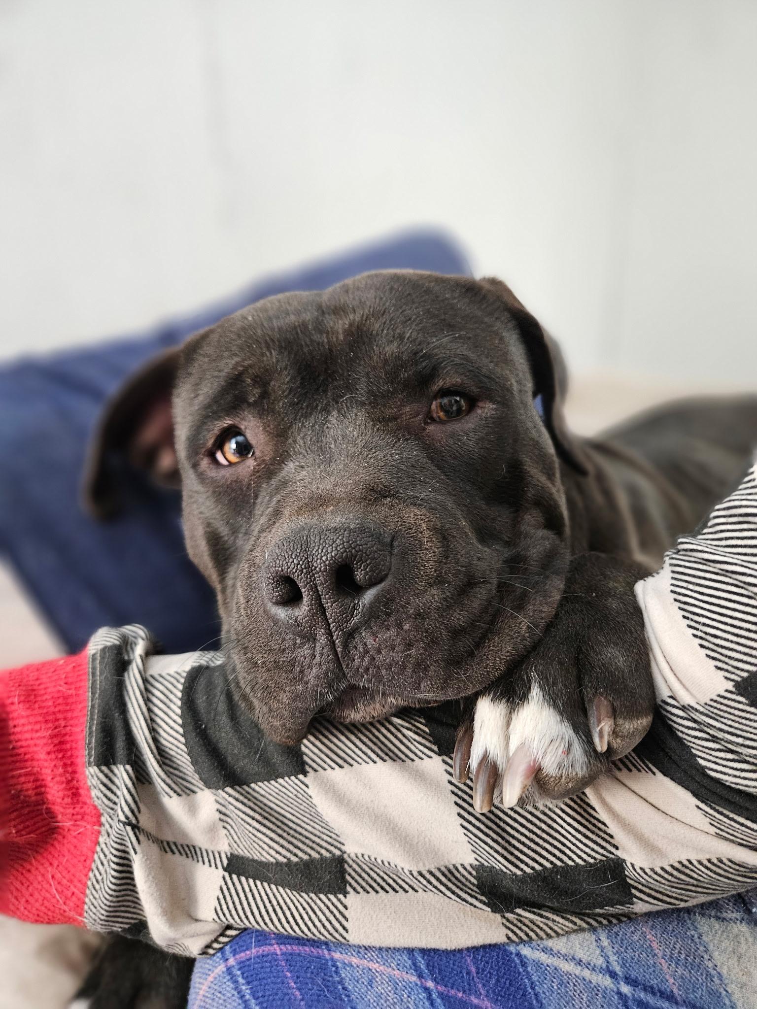 Enlarge Sweet Pea, an adopted Pit Bull Terrier in AMARILLO, TX image 6/6