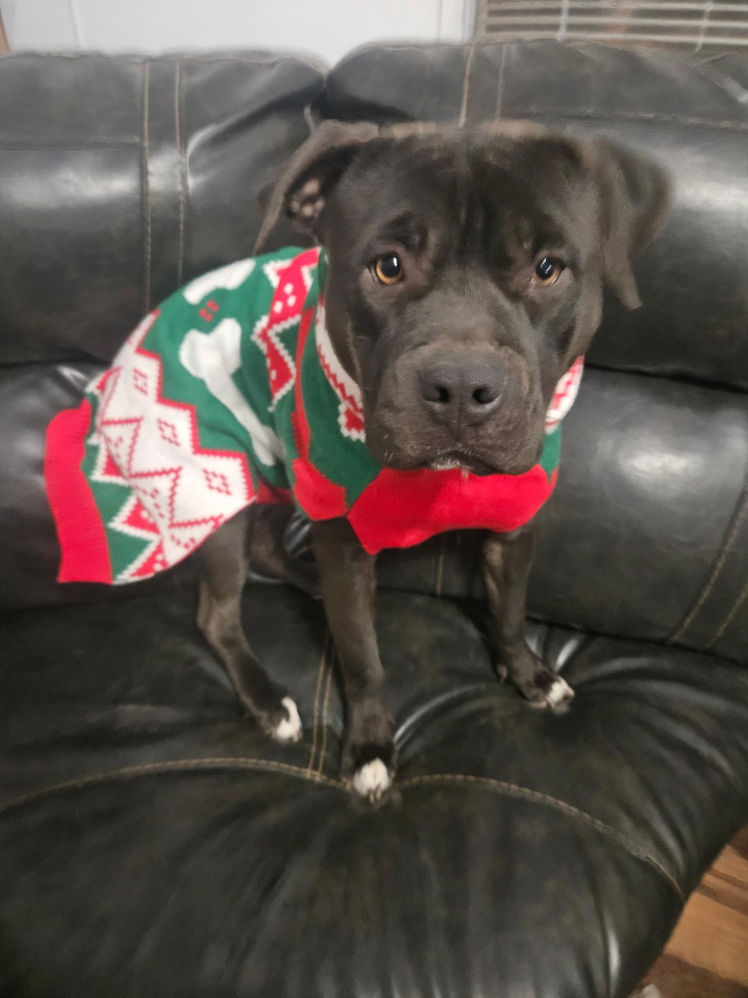 Sweet Pea, adopted, Adult Female Pit Bull Terrier.