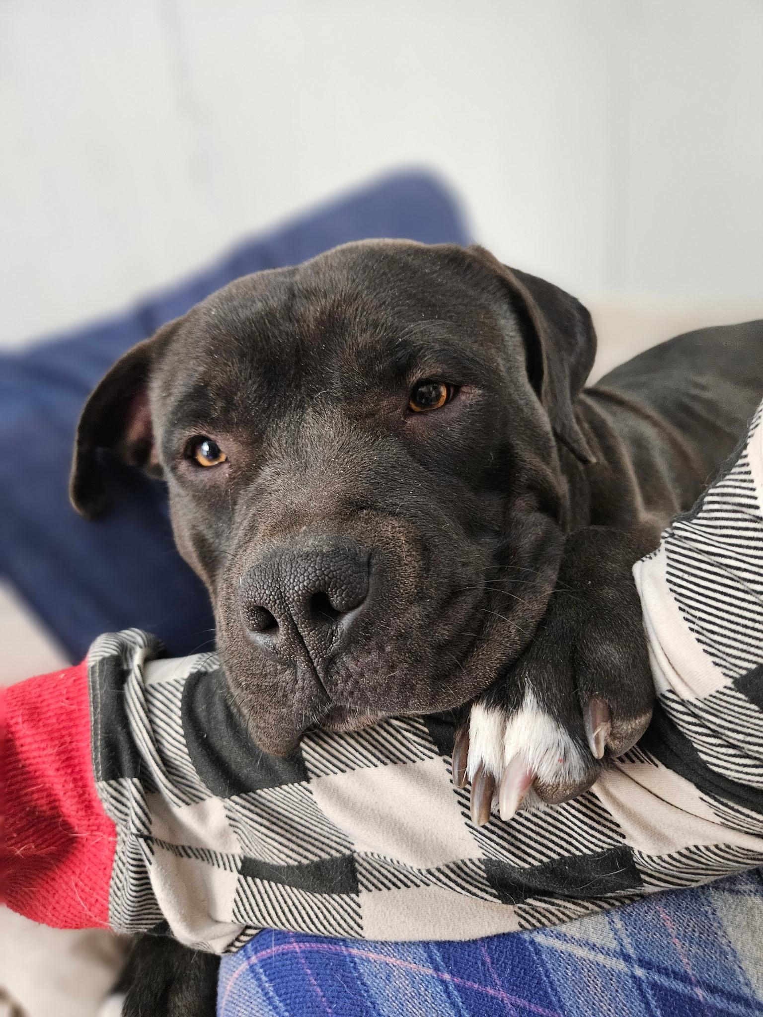 Enlarge Sweet Pea, an adopted Pit Bull Terrier in AMARILLO, TX image 4/6