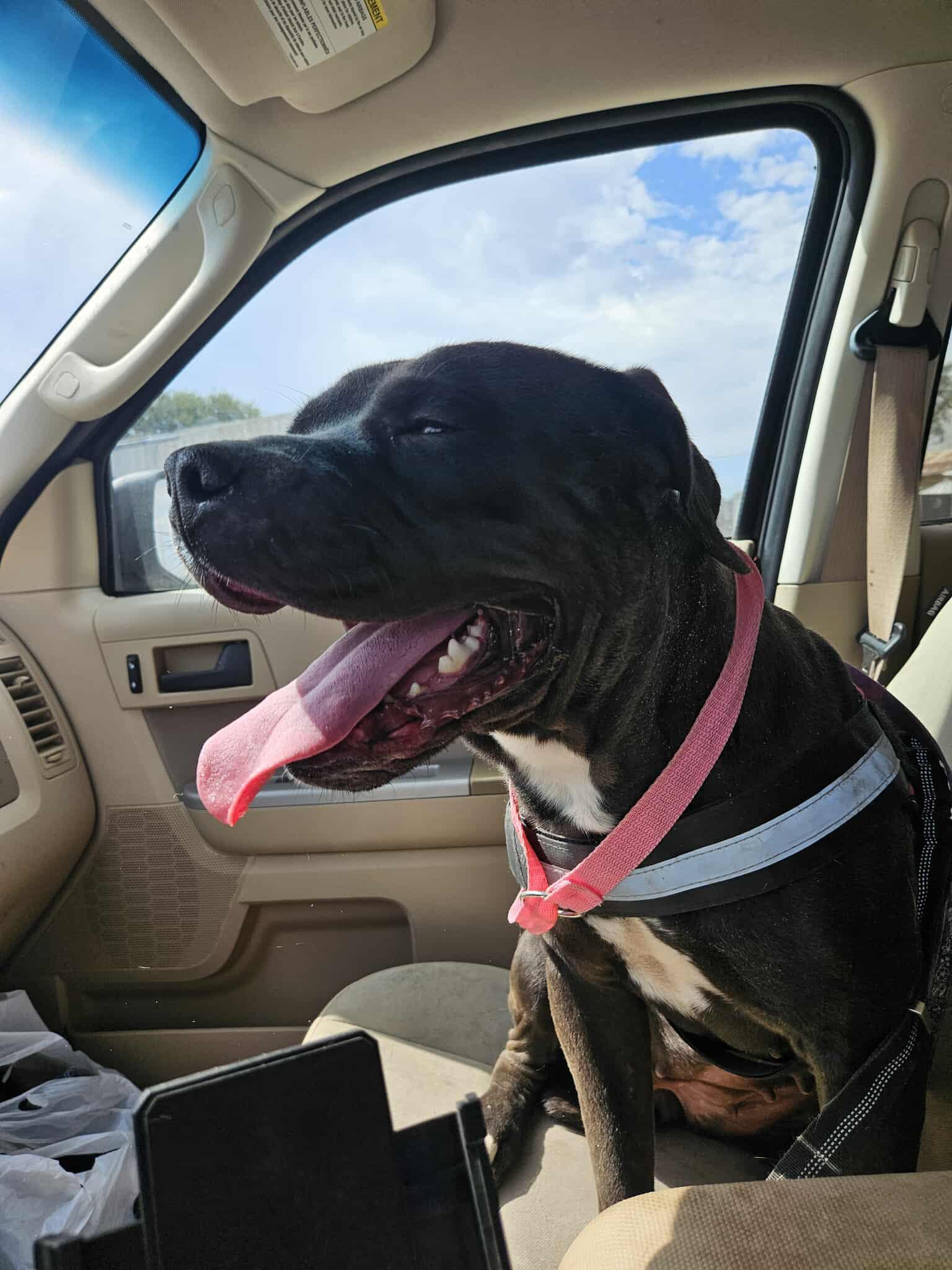 Enlarge Sweet Pea, an adopted Pit Bull Terrier in AMARILLO, TX image 2/6