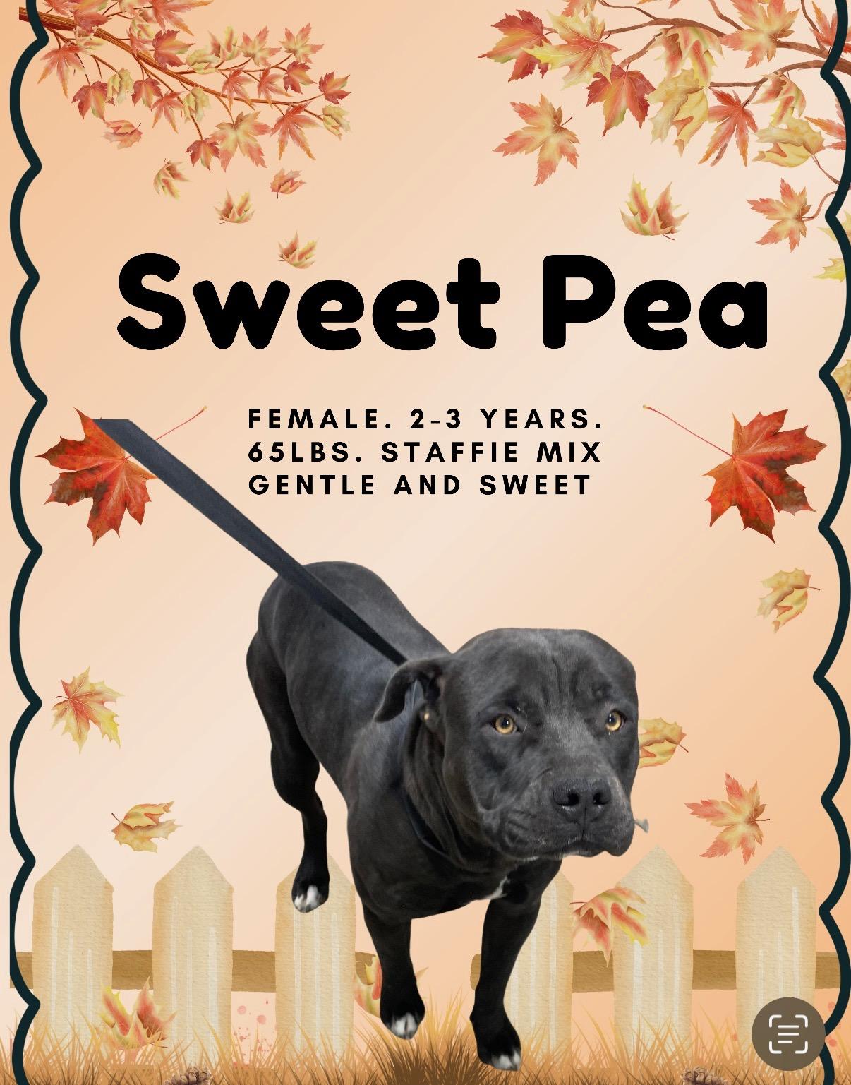 Enlarge Sweet Pea, an adopted Pit Bull Terrier in AMARILLO, TX image 3/6