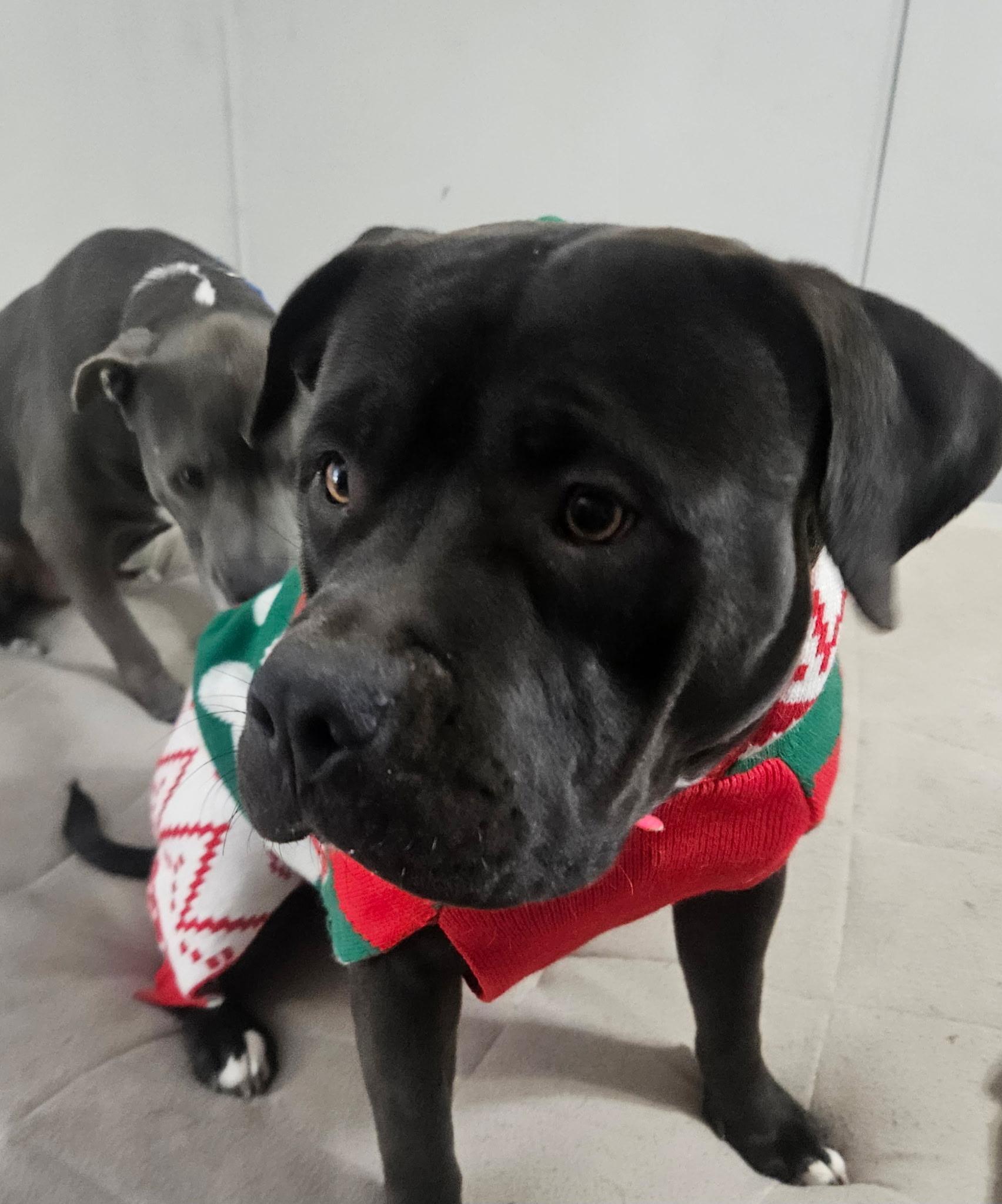 Enlarge Sweet Pea, an adopted Pit Bull Terrier in AMARILLO, TX image 5/6