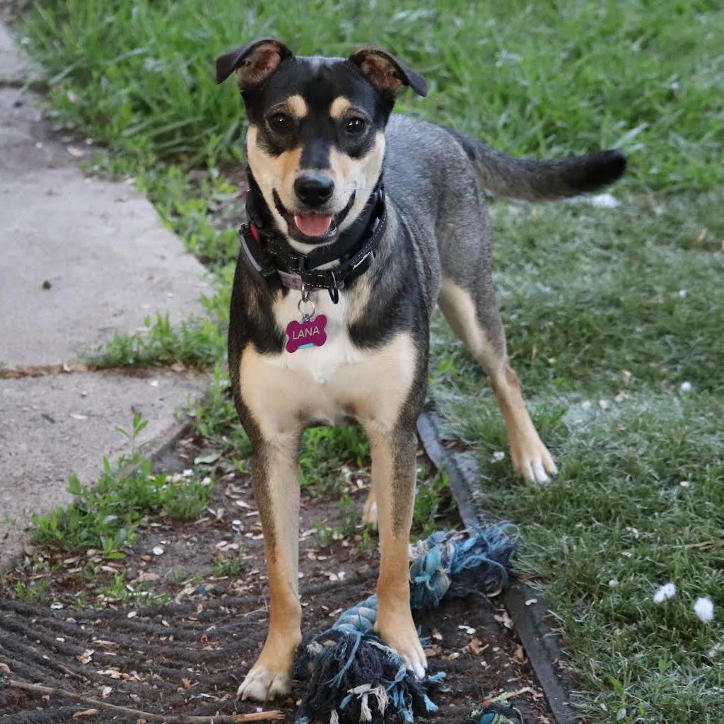 Lana D6086, Adoptable, Adult Female American Foxhound & Beagle.