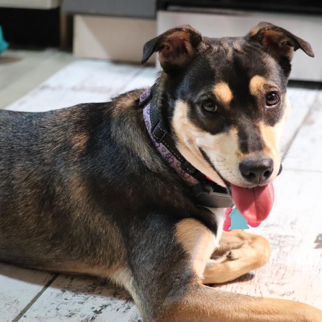 Lana D6086, a Adoptable mixed breed in Minneapolis, MN image 3/6