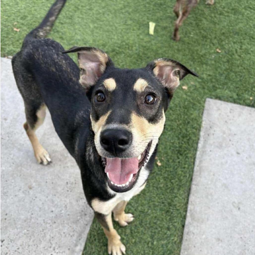 Lana D6086, a Adoptable mixed breed in Minneapolis, MN image 4/6