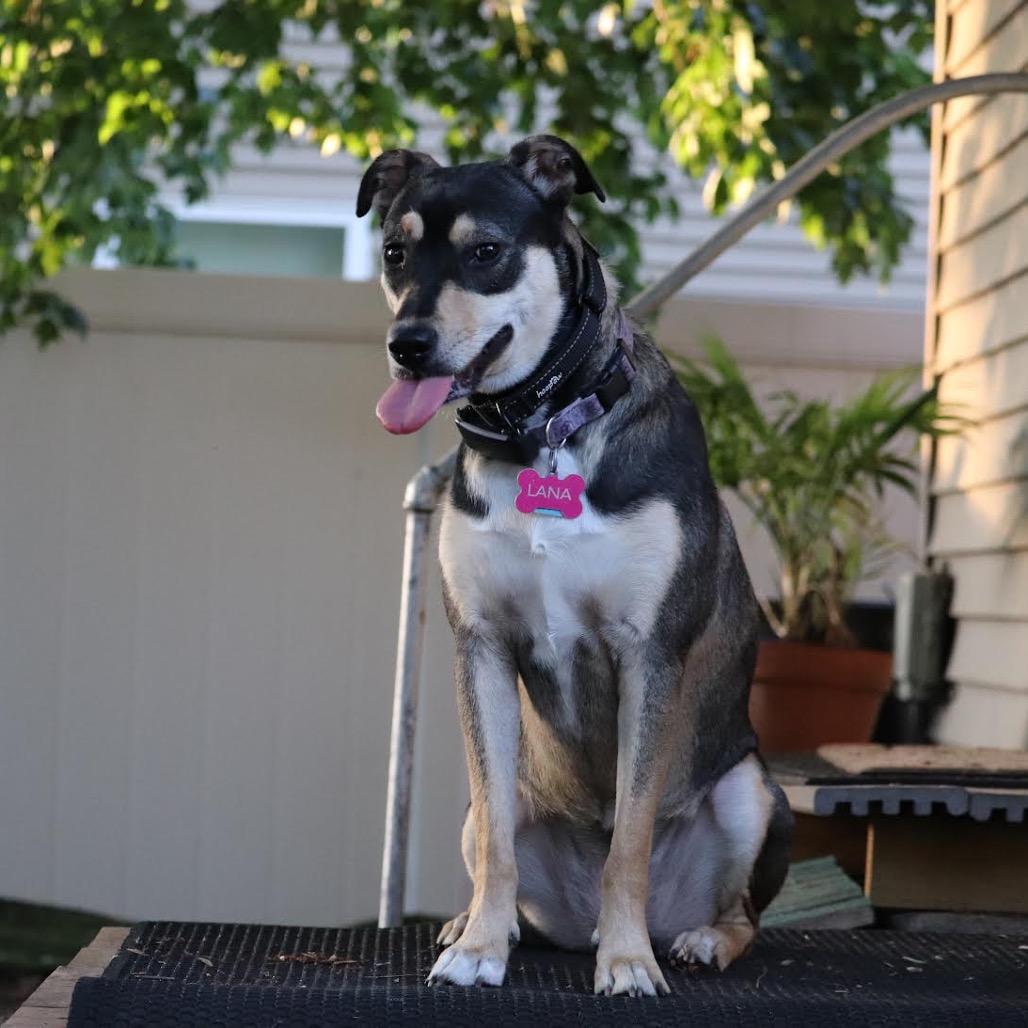 Lana D6086, a Adoptable mixed breed in Minneapolis, MN image 5/6