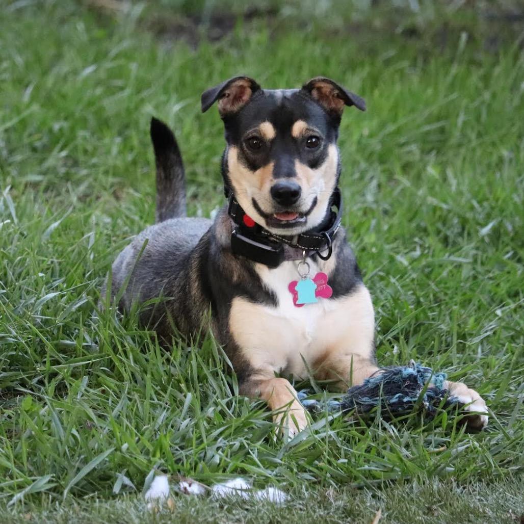 Lana D6086, a Adoptable mixed breed in Minneapolis, MN image 2/6