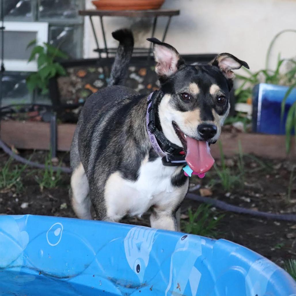 Lana D6086, a Adoptable mixed breed in Minneapolis, MN image 6/6